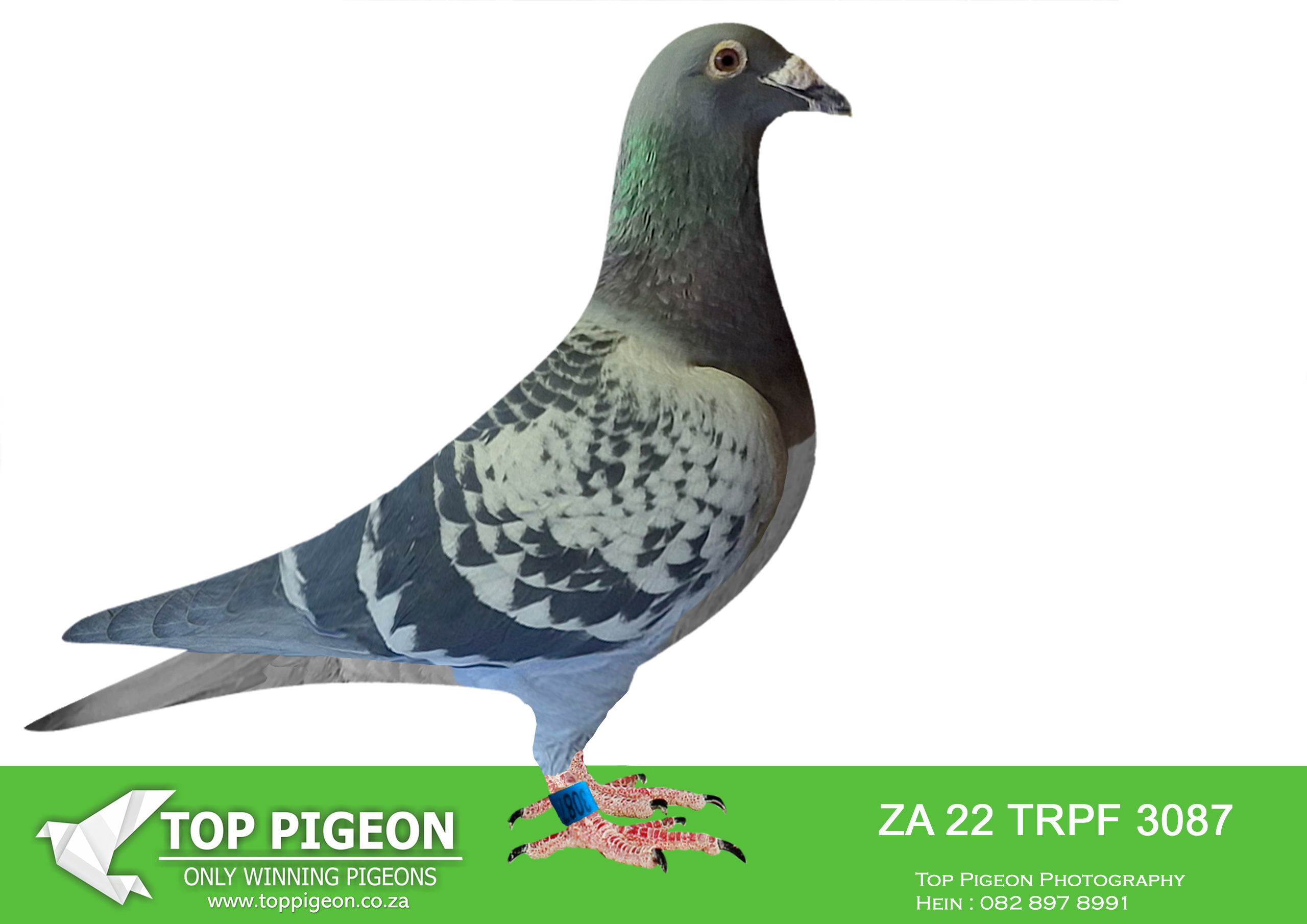 LOT 32 WORLD CUP FEVER AUCTION – ZA 22 TRPF 3087 –