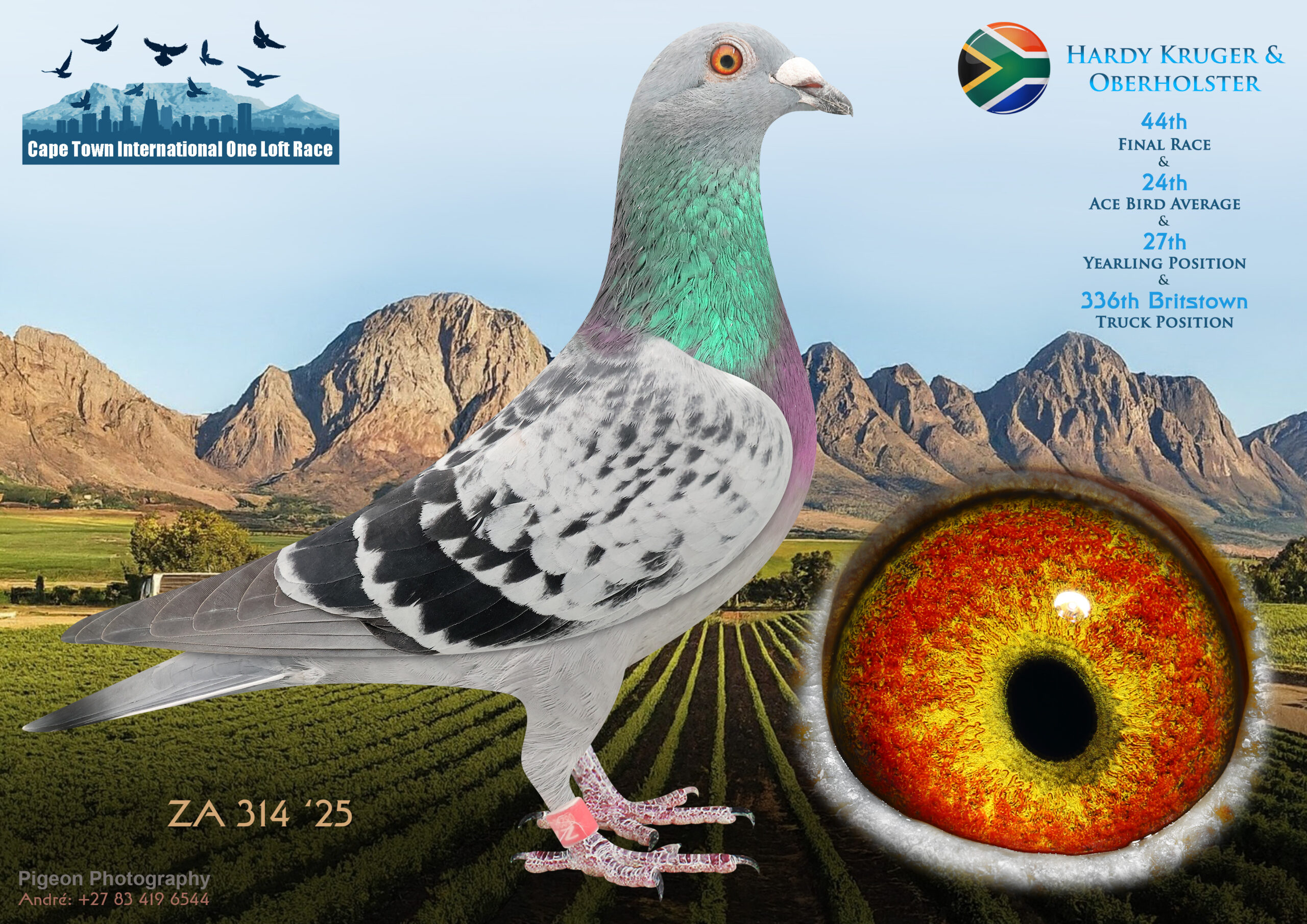 LOT 16 CAPE TOWN WINTER-Hardy Kruger & Oberholster-ZA-ZA-25-314 -SIRE:1718 ZA KUR 24.Org.Oberholster Loft Bred for Stock Best Kittel x Kleine Jade.————-DAM:89808 GB-Z 18 Dght.MADIBA Org.Pieter Oberholster Bred for Stock out of Legendary Million Dollar Racers o.a. ‘BIRDY’ Best Million Dollar Racer 1st Grand Avg.Winner 1st H.Spot Avg. Winner 1st Knock Out Winner 10th Final Race Winner & 11 x Top 100 over 24 Races.SEE PEDIGREE!!!