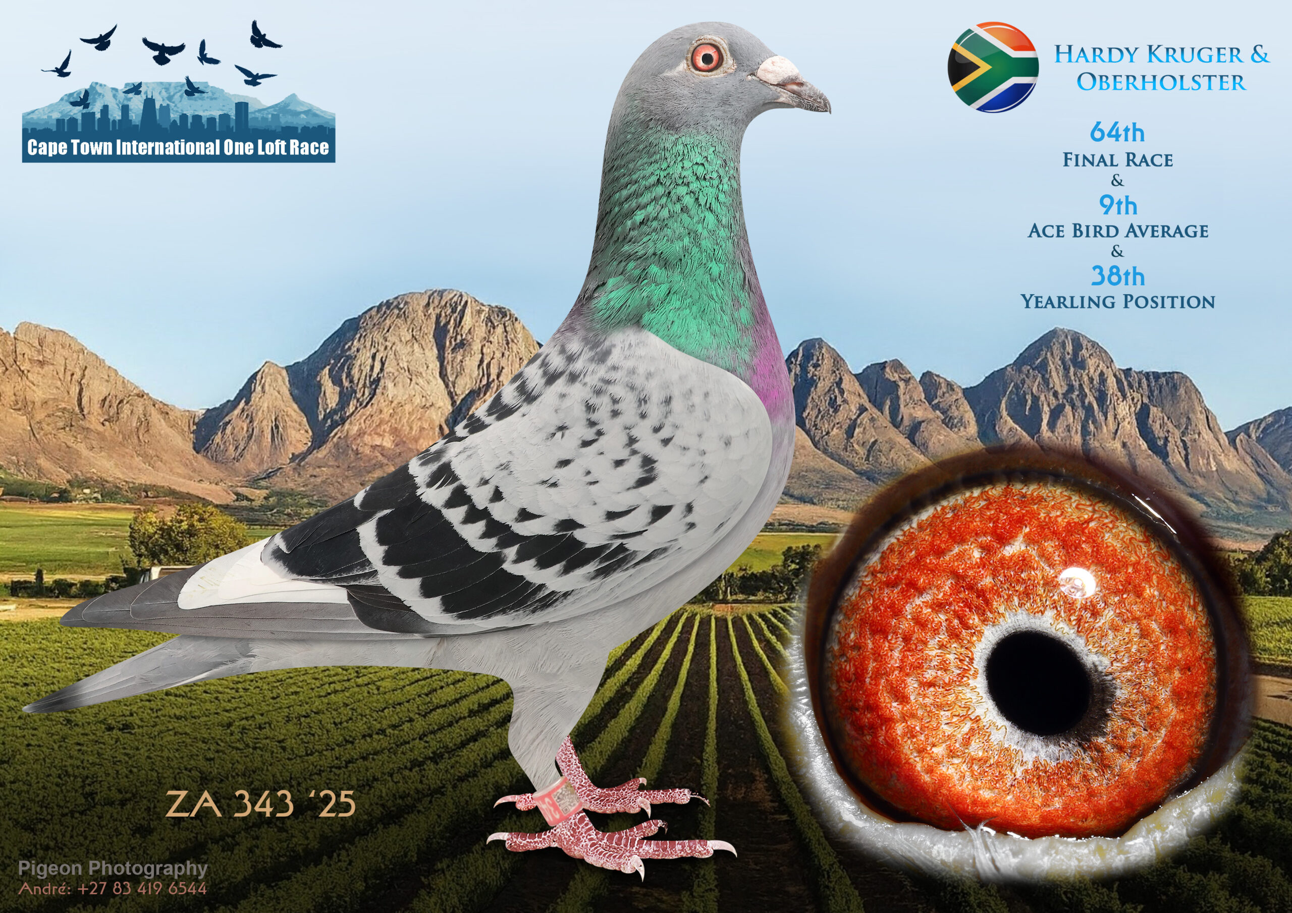 LOT 22 CAPE TOWN WINTER-Hardy Kruger & Oberholster-ZA-ZA-25-343 -9TH ACE BIRD——-SIRE:1529 ZA PWF 15 GUSTAV.Org.Umberti Lofts Full Brother to 1st H.Spot3 4980 p. 318 km VFWCPR 2022 1st ACE Enduro & 4th Final VFWCPR 2022 Enduro Series.————DAM:5282 ZA GPU 19 HAPPY ENDING Gys Louw Super Racer at SAMDPR 2020 10 x Top 100 Positions with 7 x Top 50 Post. o.a. 10th H.Spot5 1756 p. 340 km 42nd H.Spot3 2071 p. 264 km etc. Mother of Chiramba 4 44th Super Ace VFWCPR 2021.SEE PEDIGREE!!!!