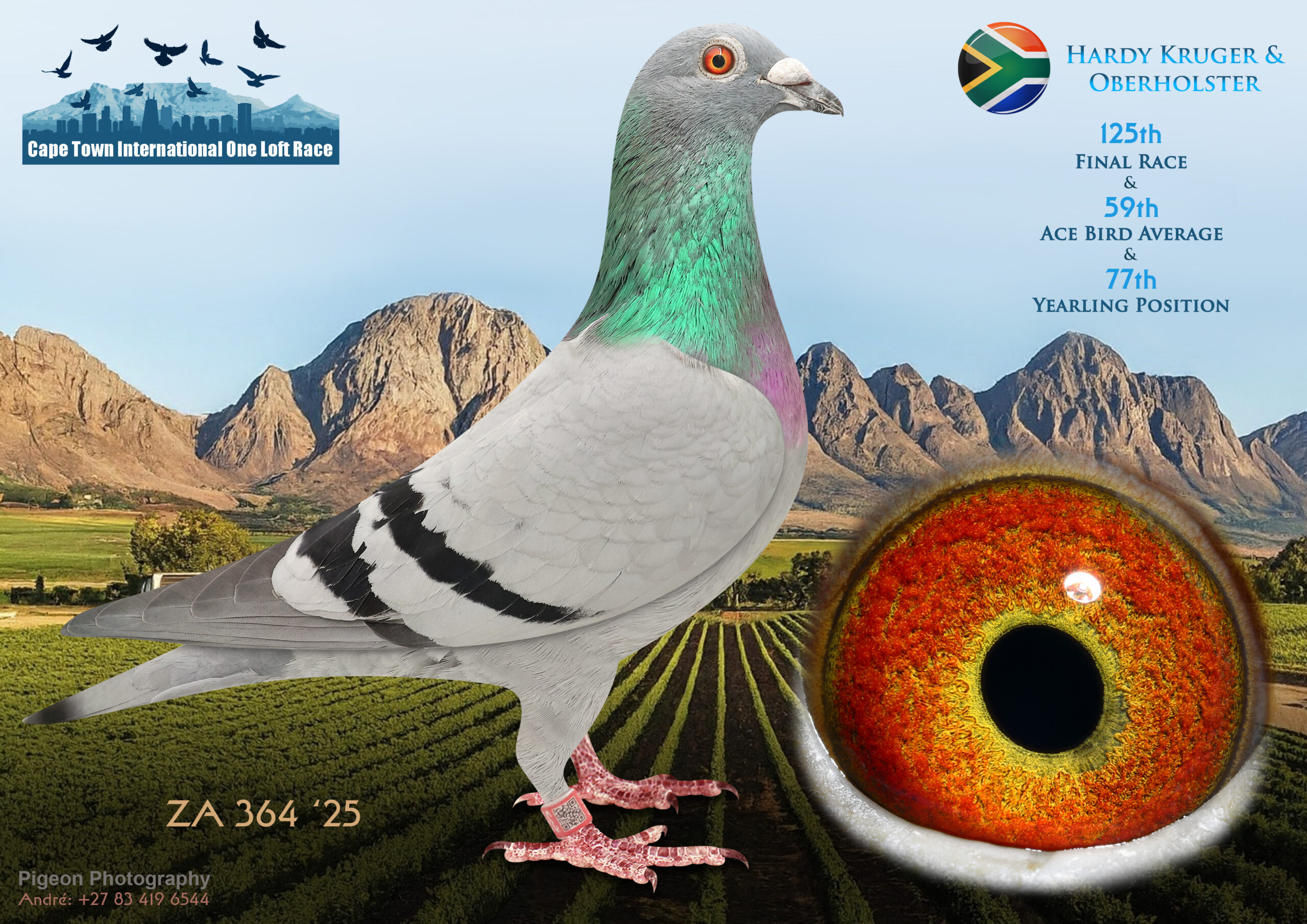 LOT 29 CAPE TOWN WINTER-Hardy Kruger & Oberholster-ZA-ZA-25-364 -SIRE:6700 ZA KUR 23 “SAXON”.Org.Oberholster Loft The Best of Hardy Kruger Son of my Nr.1 Stock Hen Bred Winners for Numerous Fanciers Results Allready in 4 Generations.———–DAM:389 DV 06665 19 KK-3 Christof Kussyk Super Racer at SAMDPR 2020 Unofficial H.Spot Ace Bird ( not activated) 2nd H.Spot4 1947 p. 288 km 51st H.Spot3 2071 p. 264 km 99th H.Spot5 1756 p. 340 km 113th H.Spot2 2216 p. 213 km 146th H.Spot1 2334 p. 165 km.SEE PEDIGREE!!!!