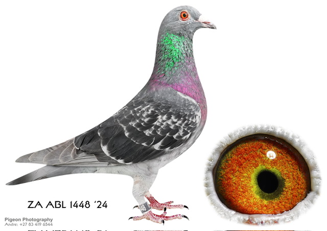 .LOT 1 JACO & DANIE – ZA 24 ABL 1448 -“LAST SON SUPER TT” bred from superbreeder, ZA 06121 ’15.—————SIRE:1189 ZA 23 ABL .Strain: Alwyn Bester Color: Blue Chequer Bred from the sire to “TURBO KITTEL”, when mated to his own dam.————DAM:06121 ZA 15 .Alias “SUPER TT” Strain: Twilight X Tom Lock Color: Blue Check Daughter of two superbreeders ‘Golden TT’ and ‘Little Tom’. One of the most beautiful handling hens bred out of ‘Golden TT’. Dam to 5900/18 in her first breeding season bred by Danie Scholtz. Best Middle Distance Pigeon in Hopetown Club 2019 as a yearling.SEE PEDIGREE!!!