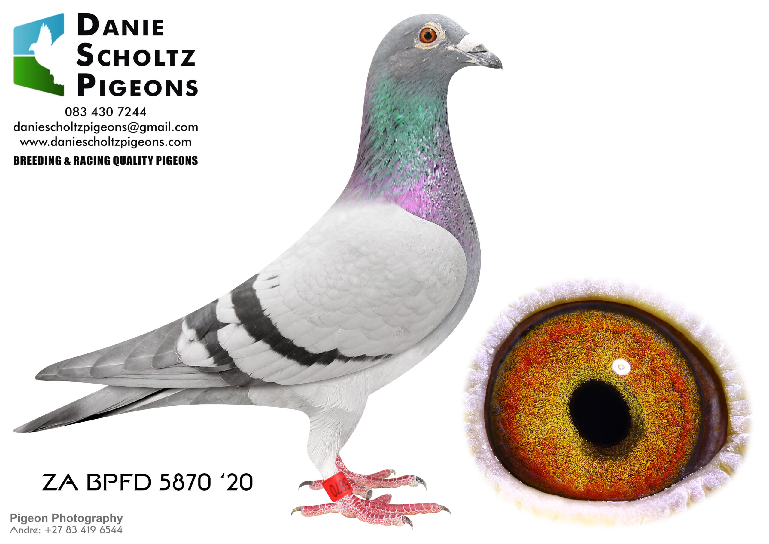 .LOT 9 JACO & DANIE – ZA 20 BPFD 5870 -3rd ACE Pigeon untill the final, Super racer at Dinokeng OLR 2021. Equal Winner 22nd Hotspot 1 5th Hotspot 2 Equal Winner 7th Hotspot 3 25th Hotspot 4 11th ACE Pigeon overall at Dinokeng OLR 2021.—————-SIRE:1110 ZA 16 SVPV.Alias “ROCKY” Strain: Inbred 810 X 3 Times Color: Blue Bar “Rocky” is father to ZA BPF/D 6986 ’19 “JJJ’s Pilot Eye” 4th ACE bird OLR Dinokeng 2020 and 8th Barzalona race, Gariep Dam, 624km, 985 m/min. “Rocky” is grandfather to ZA BPF 934 ’21 “JJJ Miss Navigator, Bakkie Winner at OLR Dinokeng 2021, Barzalona race, Hanover, 1052 m/min. Bred 1st season at stud equal winner Hotspot 1 CPL one day loft 2017. Bred ZA BPF/D 6951 ’19 – 7th final Winners Flight Loft 2019, 1st ACE bird Winners .———–DAM: 15497 ZA 15 .Alias “Blue Moon” Strain: R80 000 X R100 000 X FOUN Color: Blue Bar Bred BPF/D 0371 ’18, 5th SVPV Fed, 284km, 1377 m/min; BPF/D 0289 ’18, 1st BPPK Club, 39th Fed SVPV, 340km, 1223 m/min; 2019 Equal 1st Brandkop Club 3rd, 7th Fed Bloemfontein, 340km, 1442 m/min. Half sister to Hotspot 3 Winner SAPIR 2016 “CIGAR” for JBM Hertzog. Cousin of Barzelona Bakkie Winner “MAGIC” Dinokeng 2016.SEE PEDIGREE!!!