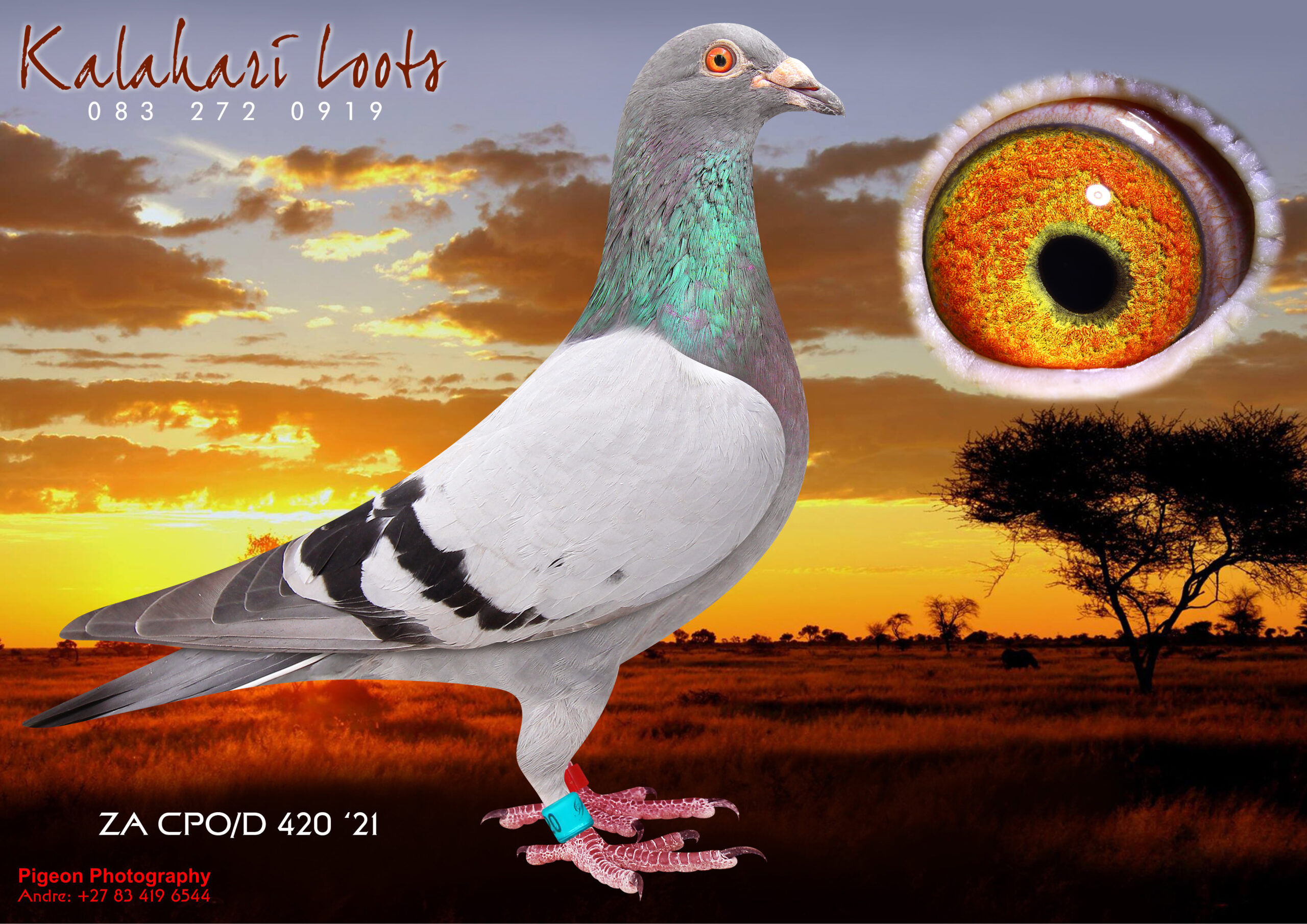 LOT 28 KALAHARI LOOTS – ZA 21 CPOD 420 -Sire is bred 2x to ‘Luke Donald’ 3e Samdpr Gr.Sire of ‘Mix’ 1e Samdpr /and ‘Dero’ 8e Samdpr Best of Jos Thone. Dam is ‘Renier Hen’ 1e Ace Dinokeng O/Loft the Dam of ‘ Leanie’ 6e Ace Bird Dinokeng Sire & Dam are both Proven Breeders.————SIRE:10161 ZA SLIM 18 Gr.Son ‘Luke Donald’ BB Foundation Gigi Gaddin Soetdoring Lofts Main Stock Picture of 10161 Sire 10161 Bred Top 10 Winners Flight Colesberg 2020 Vel.1095mm for Kalahari Loot Lofts / ½ Sist of its Dam bred 1e Carnival Int His Sire is ‘Amerios 3’ off ‘Luke Donald’ 3e Samdpr. 10161 Dam is Gr.Dght ‘Luke Donald’ 3e Samdpr & ‘Dero’ .8e Samdpr Jos Thone.———–DAM0408 ZA SOTVL 17 ‘Renier’ Hen BB 1e Ace Bird Dinokeng Proven Breeder 1st Year Stock! ‘Renier’ 1e Ace Bird Dinokeng OL i2018. She bred 2x Union Winner 1st year at Stock. She is the Dam Leanie’ 6e Ace Bird Dinokeng OL 2019. ‘Renier’ is Gr.Dam to 9e Final Diaz 2023. Her Dam bred .more than 20 x 1e. Super Stock!SEE PEDIGREE!!!