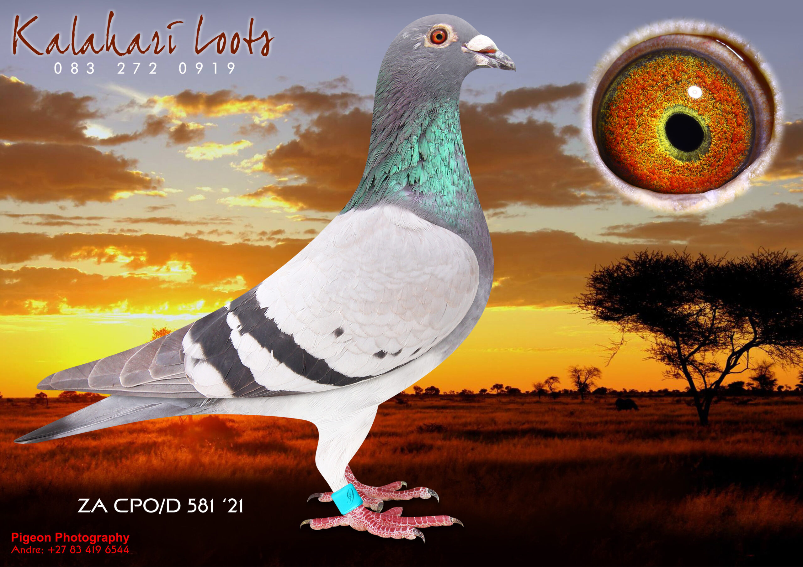 LOT 15 KALAHARI LOOTS – ZA 21 CPOD 581 -SIRE:10161 ZA SLIM 18 Gr.Son ‘Luke Donald’ BB Foundation Gigi Gaddin Soetdoring Lofts Main Stock Picture of 10161 Sire 10161 Bred Top 10 Winners Flight Colesberg 2020 Vel.1095mm for Kalahari Loot Lofts / ½ Sist of its Dam bred 1e Carnival Int His Sire is ‘Amerios 3’ off ‘Luke Donald’ 3e Samdpr. 10161 Dam is Gr.Dght ‘Luke Donald’ 3e Samdpr & ‘Dero’ .8e Samdpr Jos Thone.———–DAM0408 ZA SOTVL 17 ‘Renier’ Hen BB 1e Ace Bird Dinokeng Proven Breeder 1st Year Stock! ‘Renier’ 1e Ace Bird Dinokeng OL i2018. She bred 2x Union Winner 1st year at Stock. She is the Dam Leanie’ 6e Ace Bird Dinokeng OL 2019. ‘Renier’ is Gr.Dam to 9e Final Diaz 2023. Her Dam bred .more than 20 x 1e. Super Stock!SEE PEDIGREE!!!