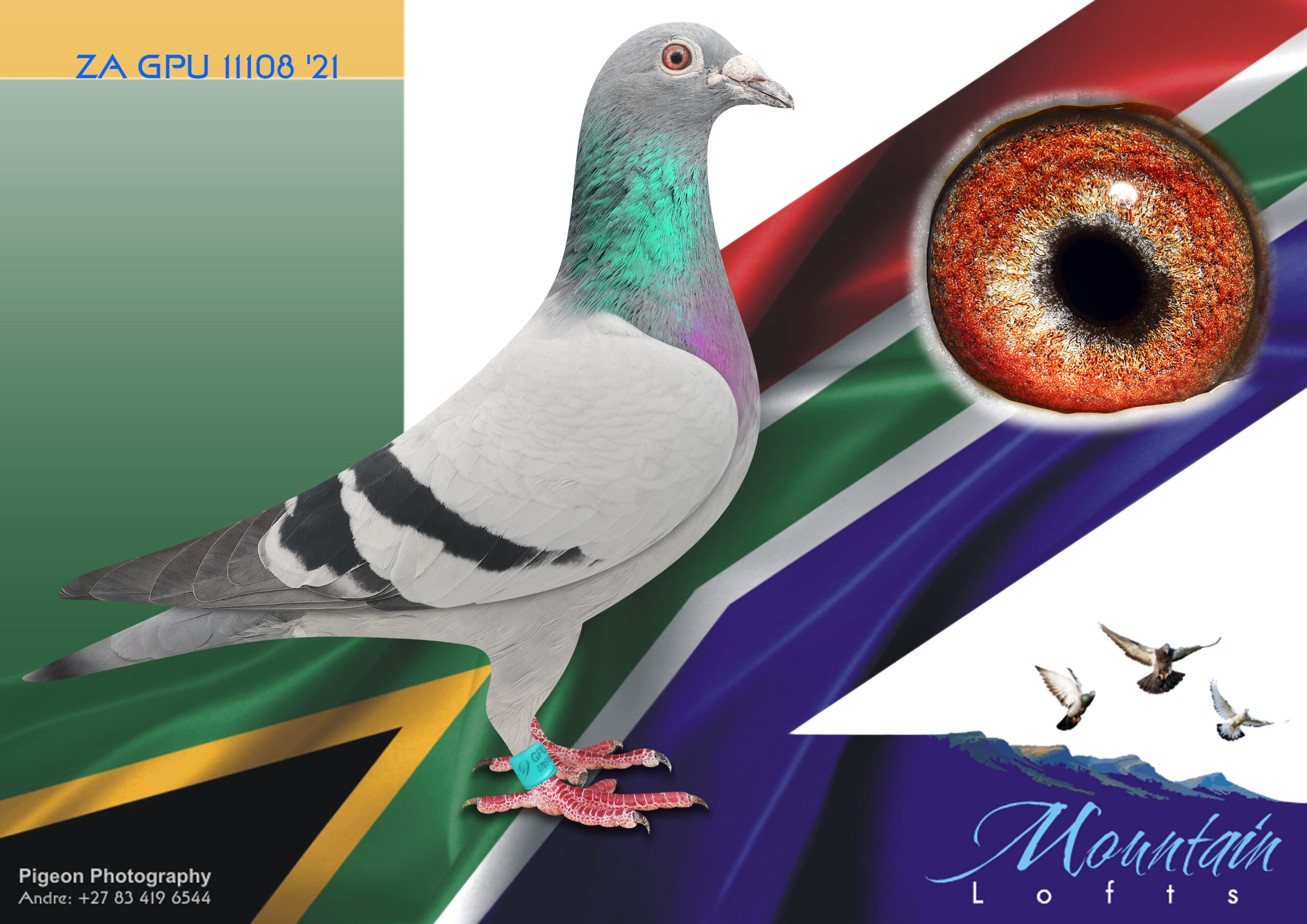 LOT 14 FERDIE LUBBE “MOUNTAIN LOFTS” – ZA 21 GPU 11108 -HIS COCK RACED MORE THAN 30,000KM IN HIS LIFE 2026 SCORED 26 X PWDU IN 3 YEARS IN OUR RACE LOFT————-SIRE:ZA 18 MOUN 816 .Alias “THE ORIGINAL” Strain: FERDIE & PIETER LUBBE Color: BLUE BAR “THE ORIGINAL” ZA18 MOUN 816 SIRE TO: ZA20 MOUN 909 SANPO SILVER MEDAL LONG DISTANCE 2023 AND 4 X 1ST ACE OVER 3 YEARS SIRE TO :ZA21 VIL 1817 “FULL CREDIT” 5 X WINNER 2 X UNION WINNER SIRE TO: QATAR 812 13TH FINAL RACE AFRIKAPRO 2023 SIRE TO: ZA22 MOUN 409 18TH ACE.—————DAM:ZA 18 MOUN 812.Alias “SMALL DIAMOND” Strain: FERDIE & PIETER LUBBE Color: BLUE CHECK “SMALL DIAMOND” ZA18 MAIN 812 DAM TO: ZA20 MOUN 909 SANPO SILVER MEDAL LONG DISTANCE 2023 4 X 1ST ACE OVER 3 YEARS DAM TO :ZA21 VIL 1817 “FULL CREDIT” 5 X WINNER 2 X UNION DAM TO: QATAR 812 13TH FINAL RACE AFRIKAPRO 2013 DAM TO: ZA22 MOUN 409 18TH ACE .SEE PEDIGREE!!!