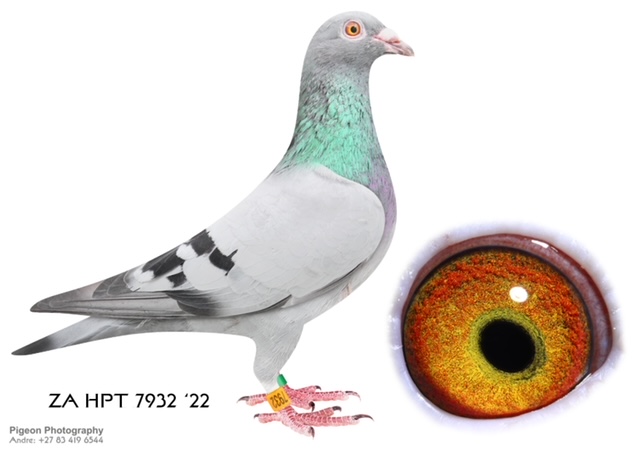 .LOT 3 JACO & DANIE – ZA 22 HPT 7932 -ZA HPT 7932 ’22 “MANNY PACQIAO” direct son to BOYTJIE x JBM’s GIRL. Full brother to ROCKY who bred ZA BPF/D 6986 ’19 “PILOT EYE” 4th ACE bird OLR Dinokeng 2020 and 8th Barzalona race, Gariep Dam, 624km, 985 m/min. ROCKY is grandfather to ZA BPF 934 ’21 MISS NAVIGATOR, Bakkie Winner at OLR Dinokeng 2021, Barzalona race, Hanover, 1052 m/min. ROCKY is grandfather to ZA BPF 992 STORM CHASER, Dinokeng OLR Final Winner, by 4 minutes. ROCKY bred 1st season at stud equal winner Hotspot 1 CPL one day loft 2017.SEE PEDIGREE!!!