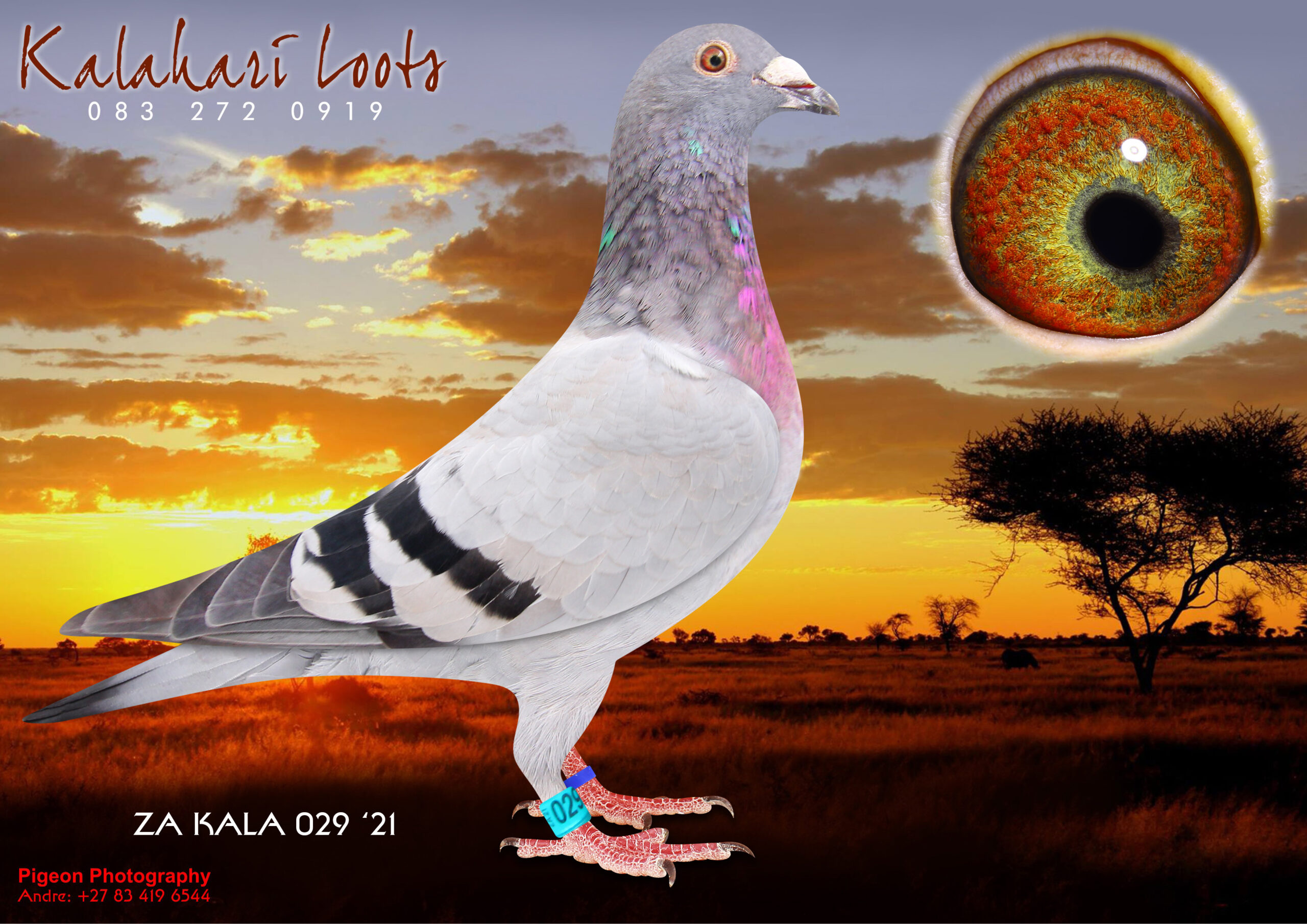 LOT 23 KALAHARI LOOTS – ZA 21 KALA 029 -SIRE:ZA BPF/D 5584-14.Nephew Renier Dinokeng.BB H. Eijerkamp/ JLN Houben Top Samdpr Mega O/Loft Index ZA BPF/D 5584-14 BB Son of ZA 59041-09 BPF Toppie Janssen Dennis McCarthy . Top Breeder. Dam: ZA BPDF 1673 ZA 10 Sist ‘Renier’s Dam (off Silvano Jnr / Silvano 2e Ace Bird KBDB & ‘Annelies’ (bred off ‘Rico’ x ‘Fiara’) x 15e Carnival Final of W Kumpmeyer. Top Stock hen Gr. Dam of 1e Ace Dinokeng. Great Gr.Dam to 6e Ace Dinokeng Etc.————–DAM:0408 ZA SOTVL 17 ‘Renier’ Hen BB 1e Ace Dinokeng Proven Breeder 1st Year at Stock ‘Renier’ 1e Ace Bird Dinokeng OL i2018. She bred 2x Union Winner 1st year at Stock. She is the Dam Leanie’ 6e Ace Bird Dinokeng OL 2019. ‘Renier’ is Gr.Dam to 9e Final Diaz 2023. Her Dam bred more than 20 x 1e. Super Stock!SEE PEDIGREE!!!