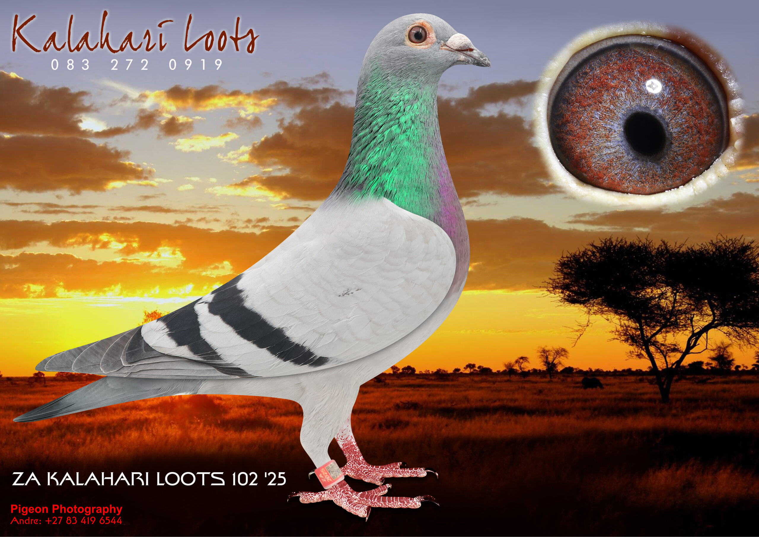 LOT 30 KALAHARI LOOTS – ZA 25 KALA 102 -SIRE:15129 ZA GPU 18.BBWF 1/2 Br. ‘Vietnam’ Off Br of ‘Benchmark’ Ace Breeder GJT Lofts / ‘Chipo’ ‘Kaasboer’ & Famous ‘Grove Hen’ 3x 1e and 1e Fed tough 630Km headwind 1036 m/m 15129 was jumped into its 2e race to 694km & scored in the TRPF Top 100. Two Childr of Vietnam sold on Toppigeon for R115,500-00 & R49,000-00.———–DAM:0408 ZA SOTVL 17 ‘Renier’ Hen BB 1e Ace Bird Dinokeng Proven Breeder 1st Year Stock! ‘Renier’ 1e Ace Bird Dinokeng OL i2018. She bred 2x Union Winner 1st year at Stock. She is the Dam Leanie’ 6e Ace Bird Dinokeng OL 2019. ‘Renier’ is Gr.Dam to 9e Final Diaz 2023. Her Dam bred .more than 20 x 1e. Super Stock!SEE PEDIGREE!!!!