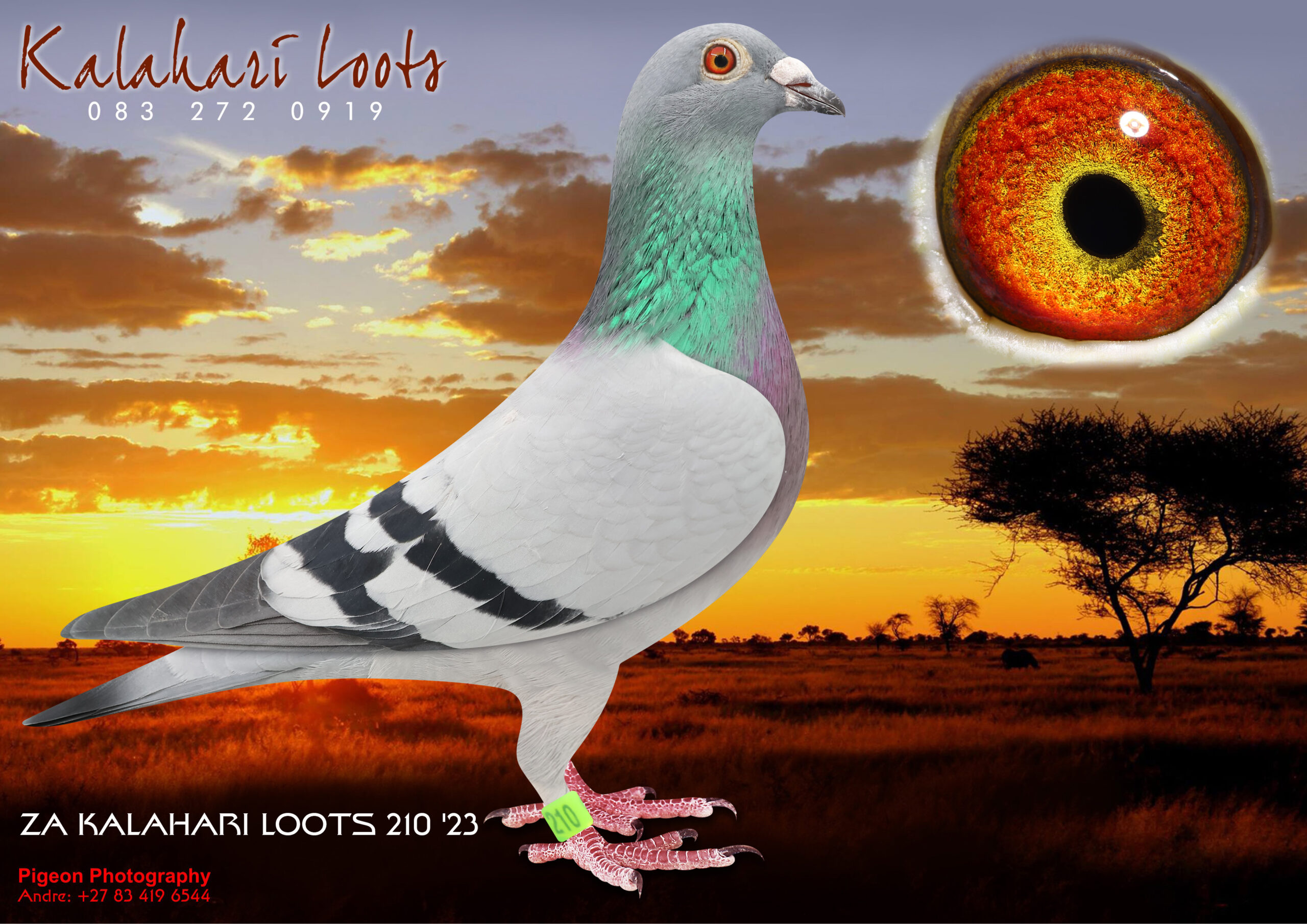 LOT 17 KALAHARI LOOTS – ZA 23 KALA 210 -‘The Black Night’ 30e Dinokeng OL Final 4e Ace 25e BarZalona. Base of Gigi Gaddin & Kalahari Loots Bloues.————-SIRE:4491 ZA SNWF 18. R Scott / L Meyer/ Samdpr & Kalahari Loots Blou Famlie Picture below is of the Reference Bird Knopneus’ Est. SA Breeder.————DAM:370 ZA KALA 22 ‘Popcorn Deelites’ 15e Final Diaz OL 635km Picture of ‘Birdy’ Samdpr Ace. Founding Bird Paternal Side. ‘Popcorn Deelites’15e Diaz OL 635km & 1e Race 6).Sire is of a Son ‘Zander’ x ‘Birdy’ x ‘Dght of ‘Habiyaab’ 1e H/Spot 3e Samdpr x Raubritter Dght of ‘Bjarne’ the best Son of ‘Den Dromer’ all on Sire Side. Dam side is Inbr Afrika Koppel’ / Dght Umali’ / Son Luke Donland’ Gr.Dght ‘Boeing’ / & Turbo Tom/ Twilight/ C Stander Medallist Line.SEE PEDIGREE!!!