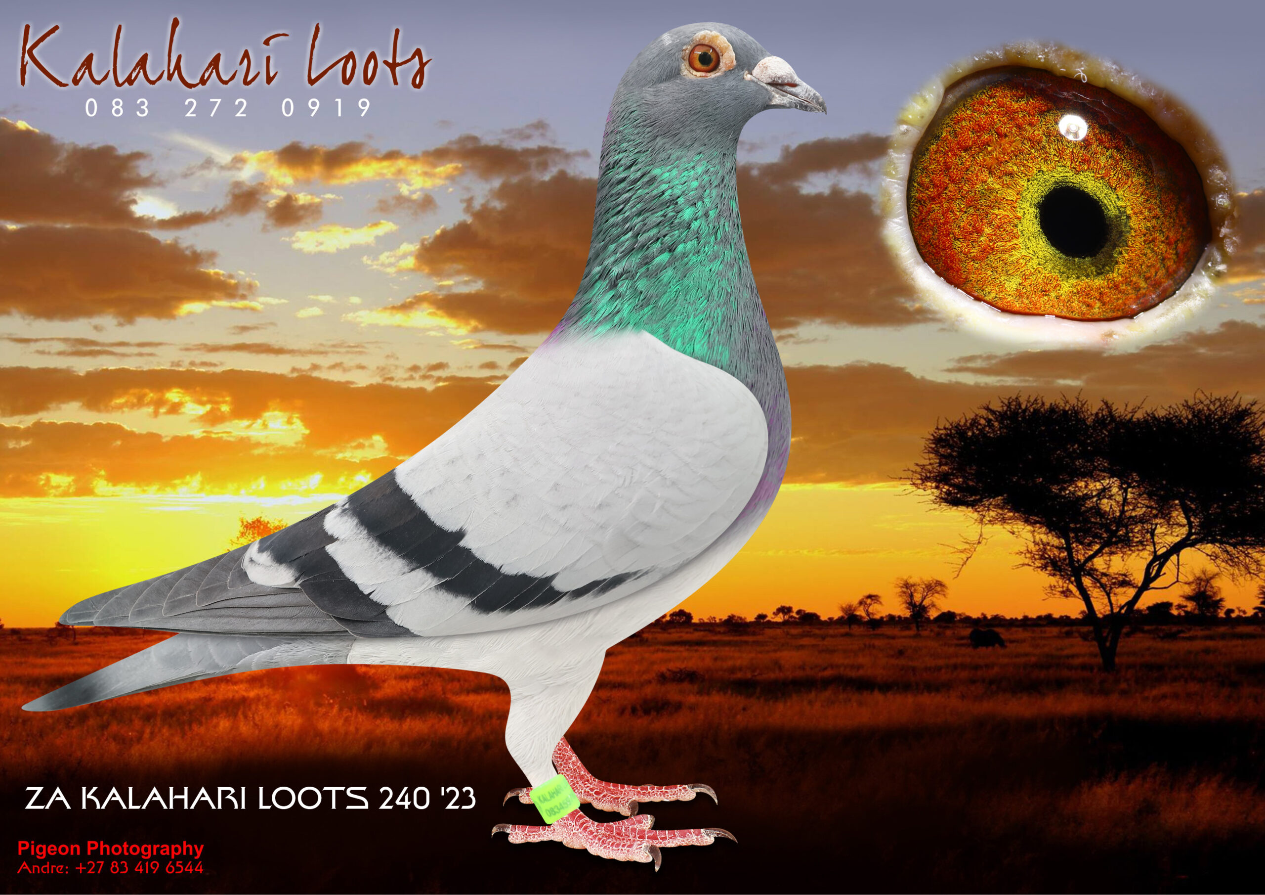 .LOT 6 KALAHARI LOOTS – ZA 23 KALA 240 -SIRE:512 ZA KALA 22 BB C.BB Special Stock Breeding Inbr Son to Mother of ‘Renier Hen’ 1e Ace Dinokeng OL Picture of 0726 the Sire of 512 Sire is Full Br 1e Renier Hen Ace Bird Dinokeng OL that bred 2x Union Winners 1st year at Stock. And the Dam of Leanie’ 6e Ace Bird Dinokeng OL 2019. ‘Renier’ is Gr.Dam to 9e Final Diaz 2023. Her Dam bred more than 20 x 1e. Super Stock!————-DAM:0483 ZA LIM 16 Dght ‘Luke Donald x Dero’ GZL Soetdoring Lofts Finest. Top Stock Hen. 1/2 Sist Calendar Baby 108e Samdpr. Her Br is Sire of Argos Mother of Gigi’s Angel 1e Allflight Int Carnival ODL / 1/2 Sist of 22e Final Samdpr ‘Amerios 1’ / Sire is Luke Donald 3e Samdpr Dam is ‘Dero’ 8e Samdpr Final Jos Thone/ ‘Dero’ was sold to Hanz Eijerkamp.SEE PEDIGREE!!!