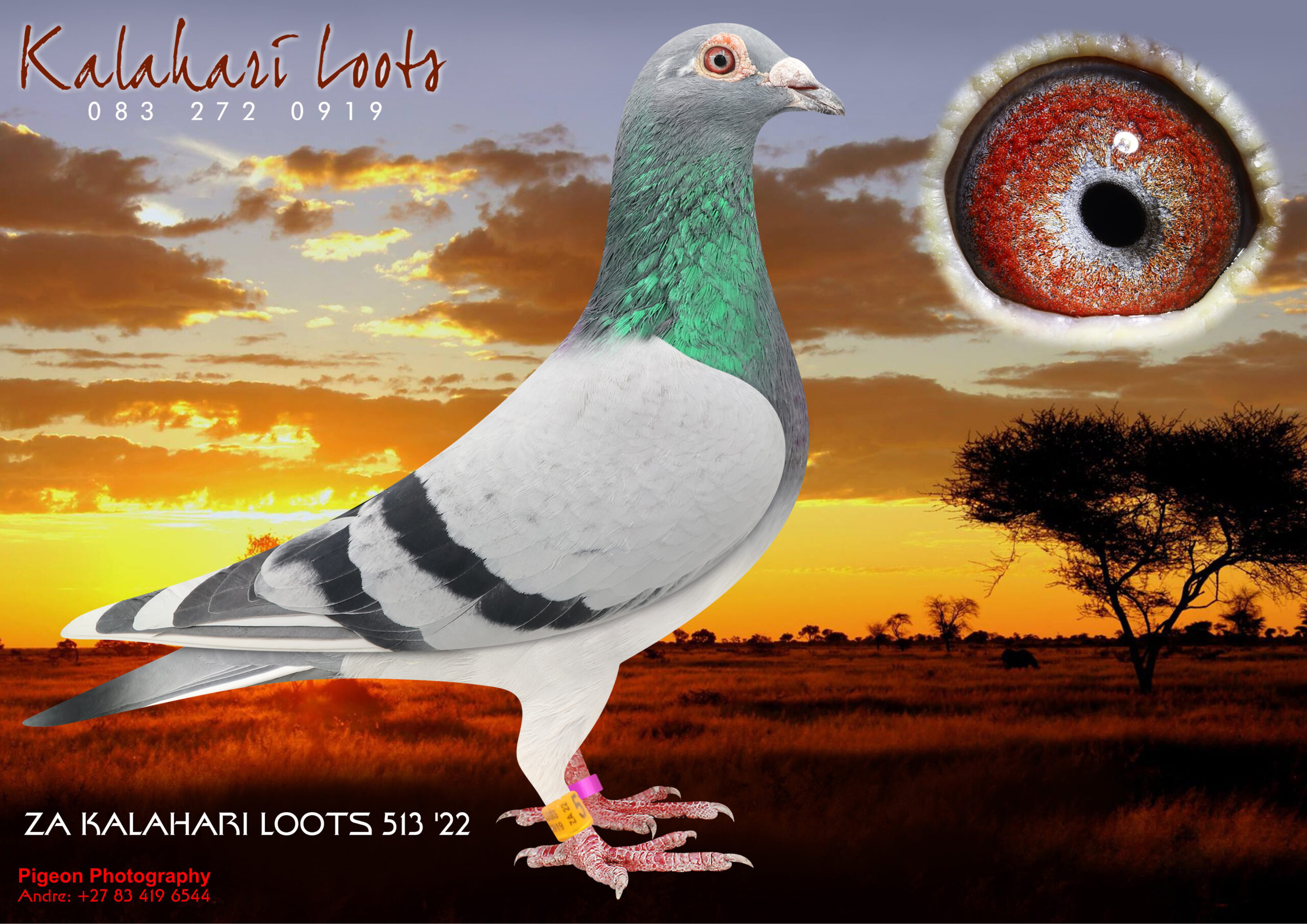 LOT 29 KALAHARI LOOTS – ZA 22 KALA 513 -Exceptional Hit-rate PEDIGREE 9e DIAZ (F) Greytown, 8e Ace L/D. 9e Ace Ave Speed, 15e Ace Overall. Foundation of Delvin Vinnicombe, Soetdoring Lofts, Kalahari Loots, Robert Scott! Dam is Dght ‘Renier Hen’ 1e Ace————SIRE:3346 ZA MPHU 21.55e Cape Town Int. O/Loft 40e Ace Bird. Bred by Sunset Lofts. Mainly Janssens. bred 9e Diaz (F) that Sired 5e Diaz Final for Kalahari Loots Lofts. Top One Loft 7 Home Loft Hot-Rate! ———–DAM:581 CPOD 21 Dght ‘Renier Hen’ BB Photo Renier Hen 1e Ace Dinokeng 581 Sire is ‘Soetdoring 3’ Scored 47e Main Race, 97e BarZalona / Sire bred Top 10 at Winners Flight Lofts Final 2020 / Gr. Son ‘Luke Donald’ / Dam of the Sire is ’Smaragd’ Dght of ‘Luke Donald’ & the De Ceuninck Hen. The Dam of 581 is ‘Renier Hen 1e Ace Bird Dinokeng OL.SEE PEDIGREE!!!!