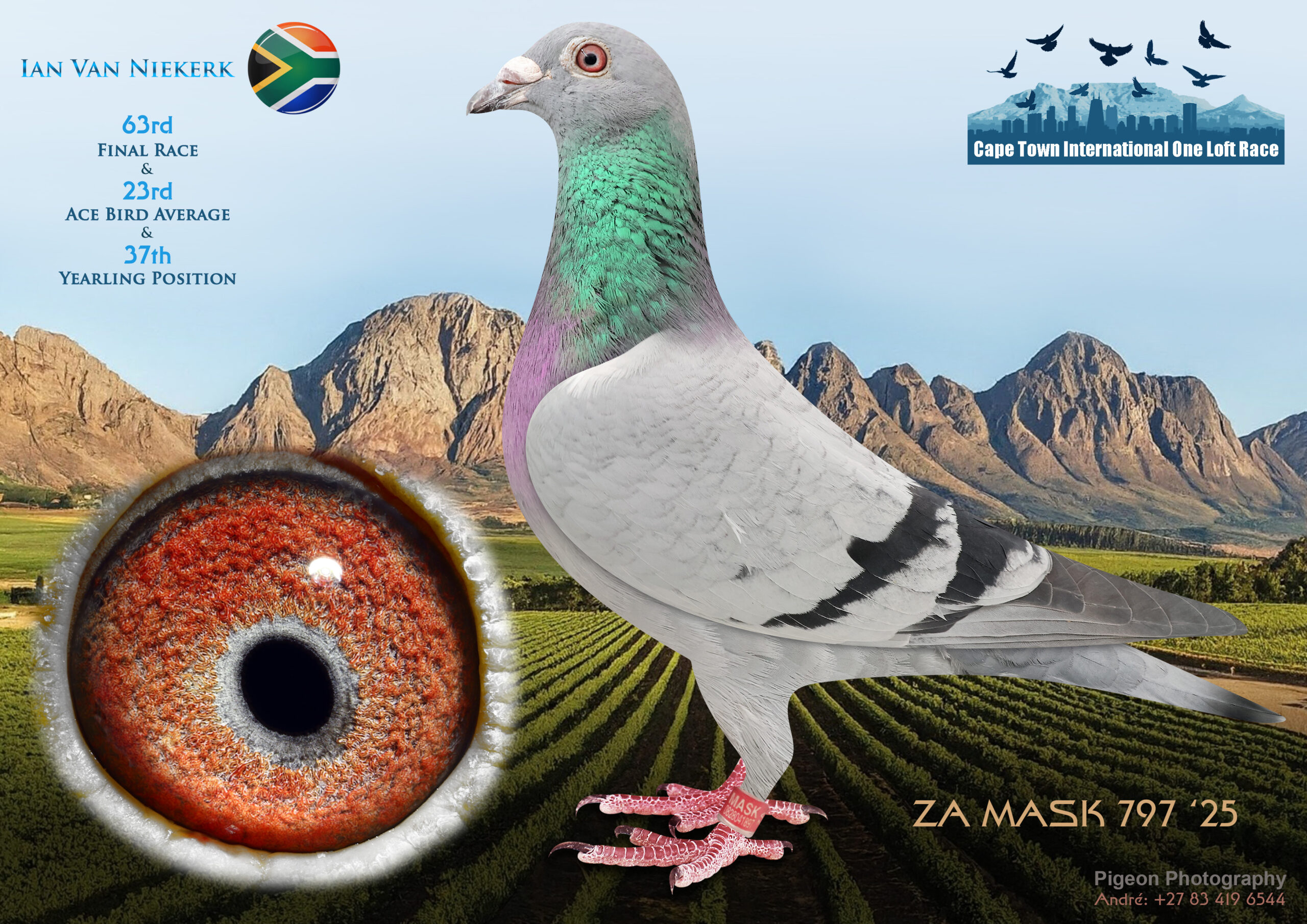 LOT 26 CAPE TOWN WINTER-Ian Van Niekerk-ZA-MASK-25-797 -SIRE:DV-01654-17-127.Alias: Big Klausel Klaas/Sudhoff/Van Beers Consist of great genetics from Birdy Family on father side with De Kannibaal on Mother Side.————DAM:706 MASK 2025.Alias: Kitty Ian van Niekerk Kitty proven to be great Racer/Breeder as ofsping performs consistantly well in my loft. Exceptional great handler. Brother Klotter also Bred 18th Ace bird CTIOLR 2026.SEE PEDIGREE!!!
