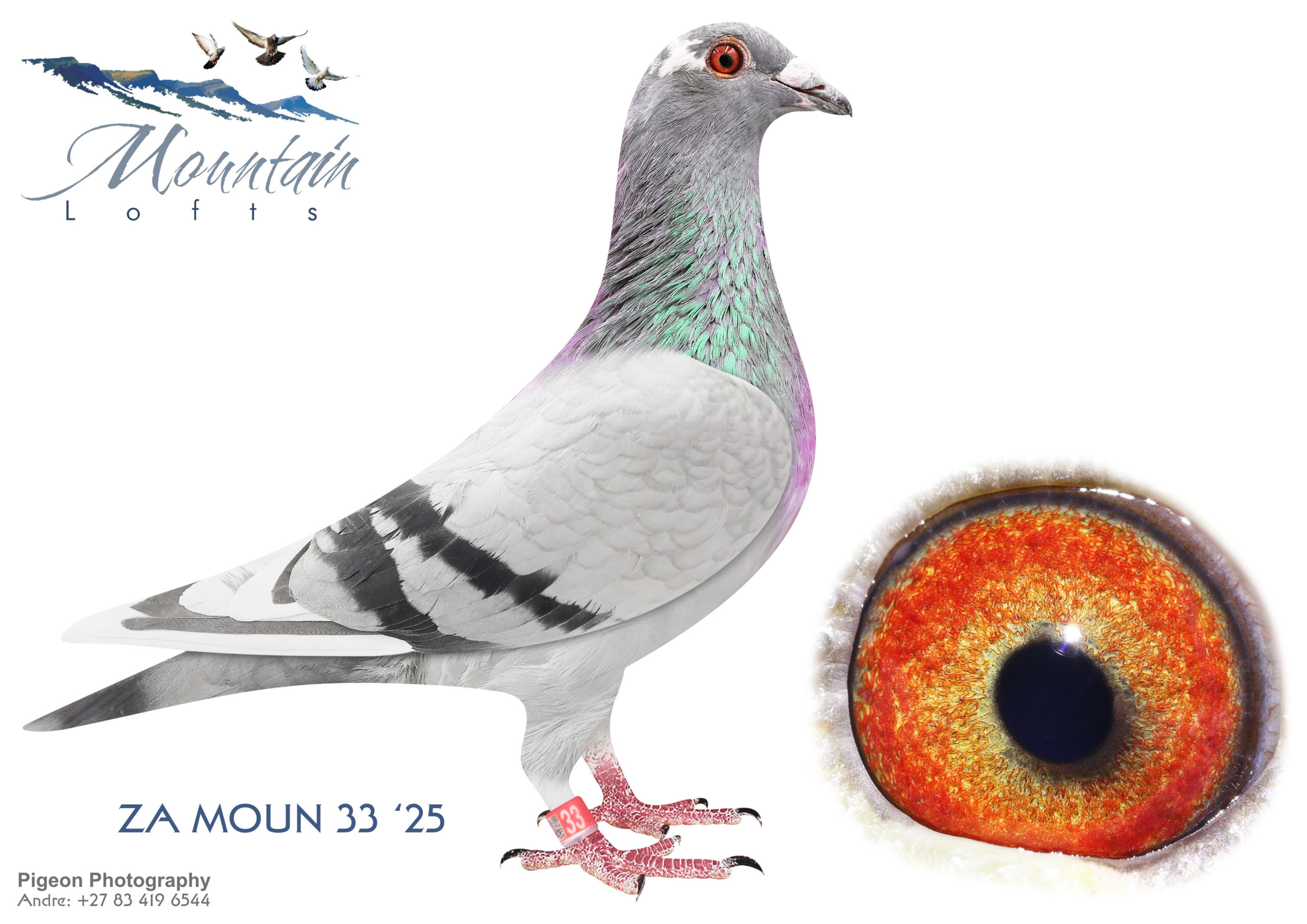 .LOT 6 FERDIE LUBBE “MOUNTAIN LOFTS” – ZA 25 MOUN 33 -SIRE:ZA 17 MOUN 513.Alias “THE JACKAL” Strain: FERDIE & PIETER LUBBE Color: BLUE BAR PIED ”THE JACKEL ZA17 MOUN 513 SIRETO 8 WINNERS 1 TRIPPLE WINNER, BRED FOR STOCK SON OF INBRED BRAHMAN WHEN MATED TO GRAND DAUGHTER WORLD FAMOUS ”RUDY” OF GABY VANDENABEELE BRED HIS FIRST WINNERS AT AGE OF 8 MONTHS ZA17 MOUN 327 & ZA17 MOUN 408 1ST CLUB VENTERSBURG.————-DAM:ZA 15 MOUN 040 .Alias “BLIKSEM’S BEAUTY” Strain: GABY VANDENABEELE X HOOYM Color: BLUE BAR PIED “BLIKSEM’S BEAUTY” ZA15 MOUN 040 STILL 100% FERTILE BRED LAST TWO BABIES JAN 2025 A SUPER BREEDER OVER MANY YEARS AND A TRUE DIAMOND GRAND DAUGHTER ”RUDY” 3 X GREAT GRAND DAUGHTER ”BLIKSEM” FULL ZA15 MOUN 012 BRED 3 X TOP 20 SAMDPR HOTSPOTS.SEE PEDIGREE!!!!