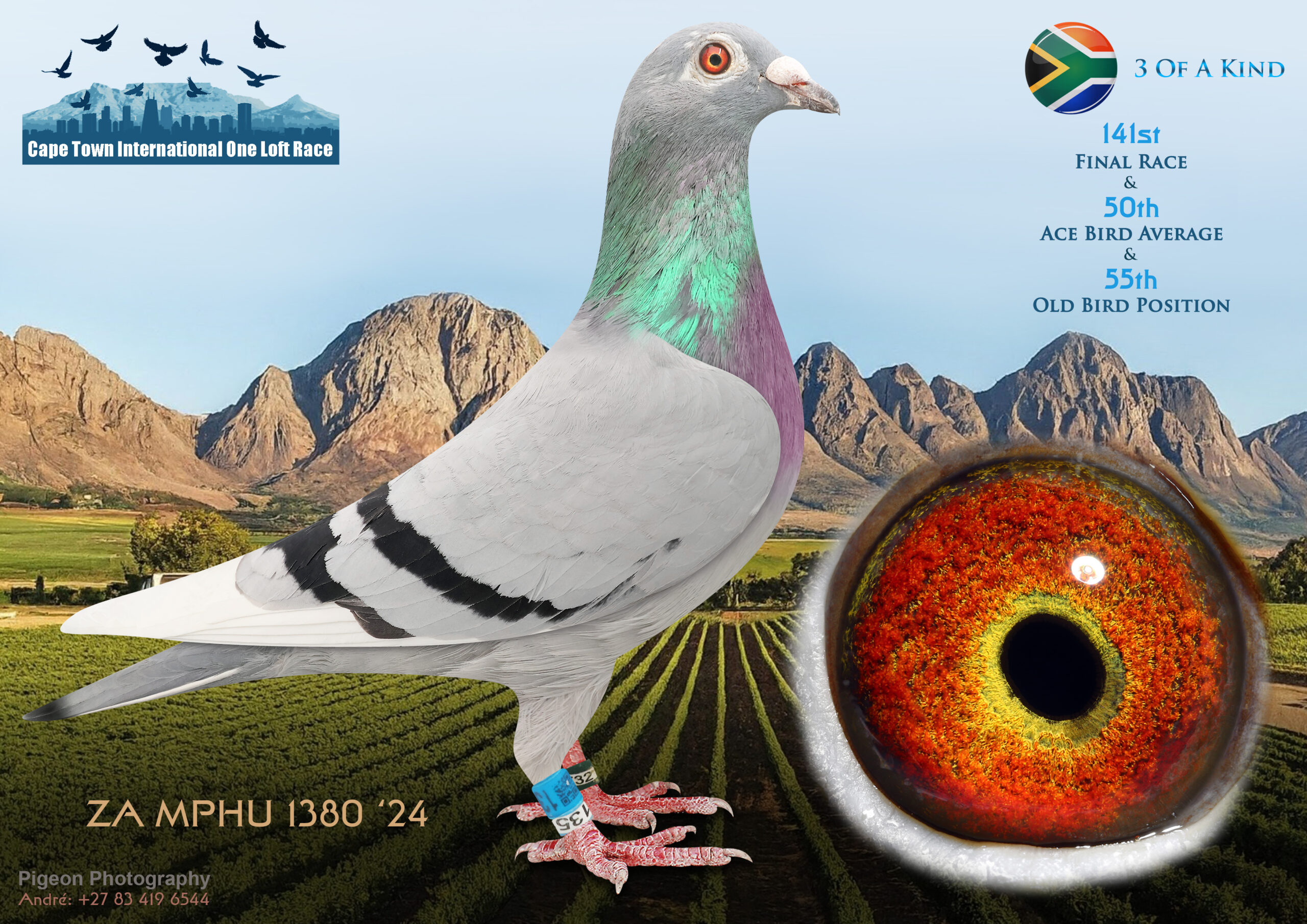 LOT 32 CAPE TOWN WINTER-3 Of A Kind-ZA-MPHU-24-1380**** -SIRE:2709 / 2021 Sire Kitchenbrand`s loft Dam Alias Wittenbuik Bliksem Strain Pieter Oberholster Wittenbuik.————–DAM:0792 / 2020 Sire BB MPHU 2018 0309 Alias Mr Bones De Rauw Sablon/ Koopman Dam: BB ZA 2016 43157 Alias: Lucky Blue Strain: De Rauw Sablon/ Koopman.SEE PEDIGREE!!!!