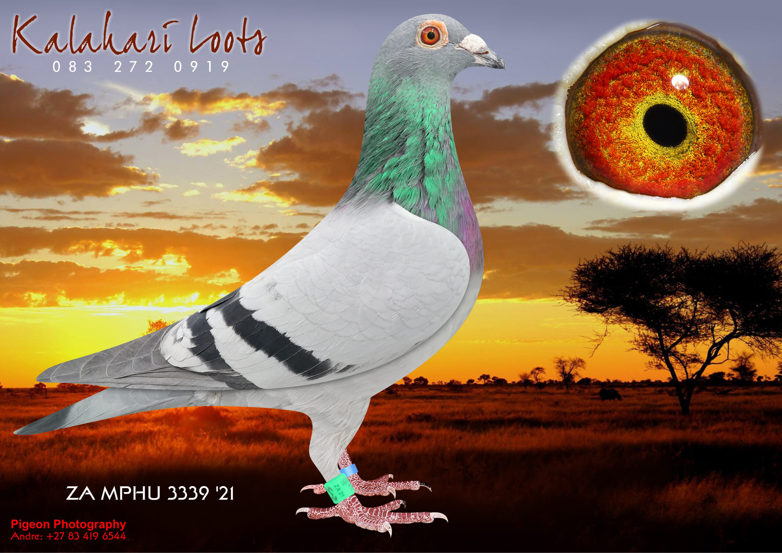 LOT 14 KALAHARI LOOTS – ZA 21 MPHU 3339 -47e Cape Town Int. 45e Ace Bird. Bred by Sunset Lofts. Mainly Janssens .Vincent Vinnicombe. Sire Prof Nic Muller Witoog Janssens. ————SIRE:XX 8950 XX.Sunset Lofts. Inbred Foundation Janssens of Delvin Vinnicombe. Delvin is known for his Top genes from the Janssens of which Mega scores in O/Lofts are on record. His Janssens were selected and sourced amongst others from birds of Theo Minnie, George Ehlers etc Top Scores include 9e Samdpr. Partnership Clientele that bought Sunset Lofts Genes scored again in the One Lofts. Son of 8950 scored 55e Cape Town Int. & bred 9e Diaz (F) that Sired 5e Diaz Final for Kalahari Loots Lofts. 8950 is Sire of 3339 ZA MPHU 21 Scored 47e Cape Town Int. 45e Ace Bird.————DAM:XX 4059 XX BB ‘Georgie’.George Read that is known for old Janssen Line / Barry Muller family Est since 1964. 4059 is the Dam of 55e Cape Town Int. for Sunset Lofts & bred 9e Diaz (F) that Sired 5e Diaz Final for Kalahari Loots Lofts. 4059 is also the Dam of 3339 ZA MPHU 21 Scored 47e Cape Town Int. 45e Ace Bird..SEE PEDIGREE!!!!