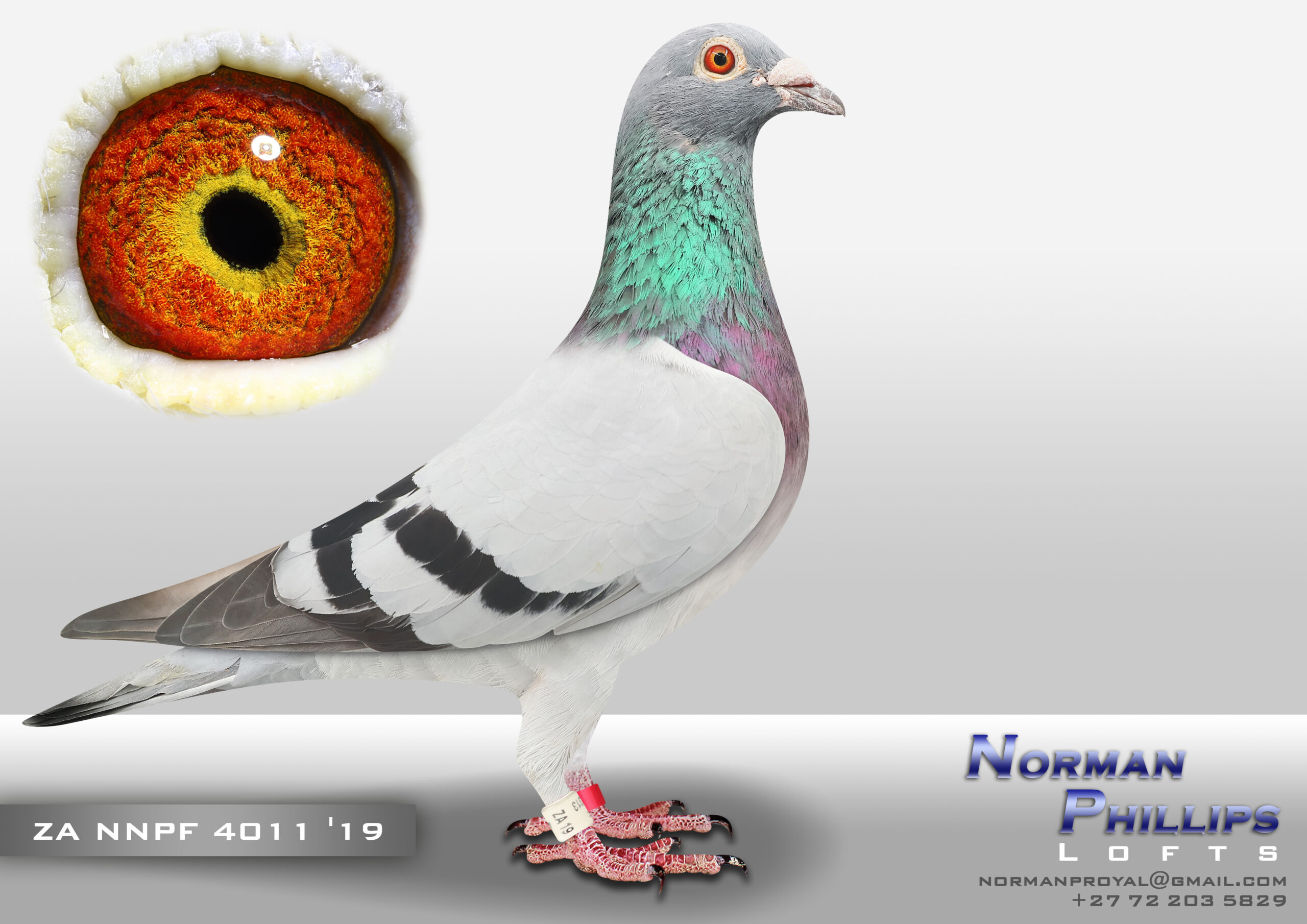 .LOT 7 NORMAN PHILLIPS – ZA 19 NNPF 4011 -A+ IN THE HAND: CLICK HEN :— ZA 4406/20 PARENTS OF THE FOLLOWING:– 2 . Acebird Diaz OLR 2022 3 . Acebird Diaz OLR Avg. Velocity 4. Acebird Dinokeng 2022 4. Acebird EL Combine 2021 G.SIRE OF WINNERS—————SIRE:0563 ZA 16 RILEY Colour: BB Butch Eienkamerer –G.SIRE OF:— *4473/20, 4474/20, 35939/21, 2471/21 2. Ace Bird Diaz One Loft 2022 3. Ace Bird Avg. Velocity 4. Ace Bird Dinokeng 2022 4. & 10. Ace Pigeon EL Combine 2021 5. & 11. Ace Pigeon Border Union 2021.————-DAM:1395560 NL 13 FRIES KAATJE Colour: BB J.Hooymans Bought on SCMDPR Auction –G.Dam to Champion Racers:— 2. Acebird Diaz OLR 3. Acebird Avg Velocity 4. Acebird Dinokeng 4. Acebird EL Combine 5. Acebird Border Union.SEE PEDIGREE!!!