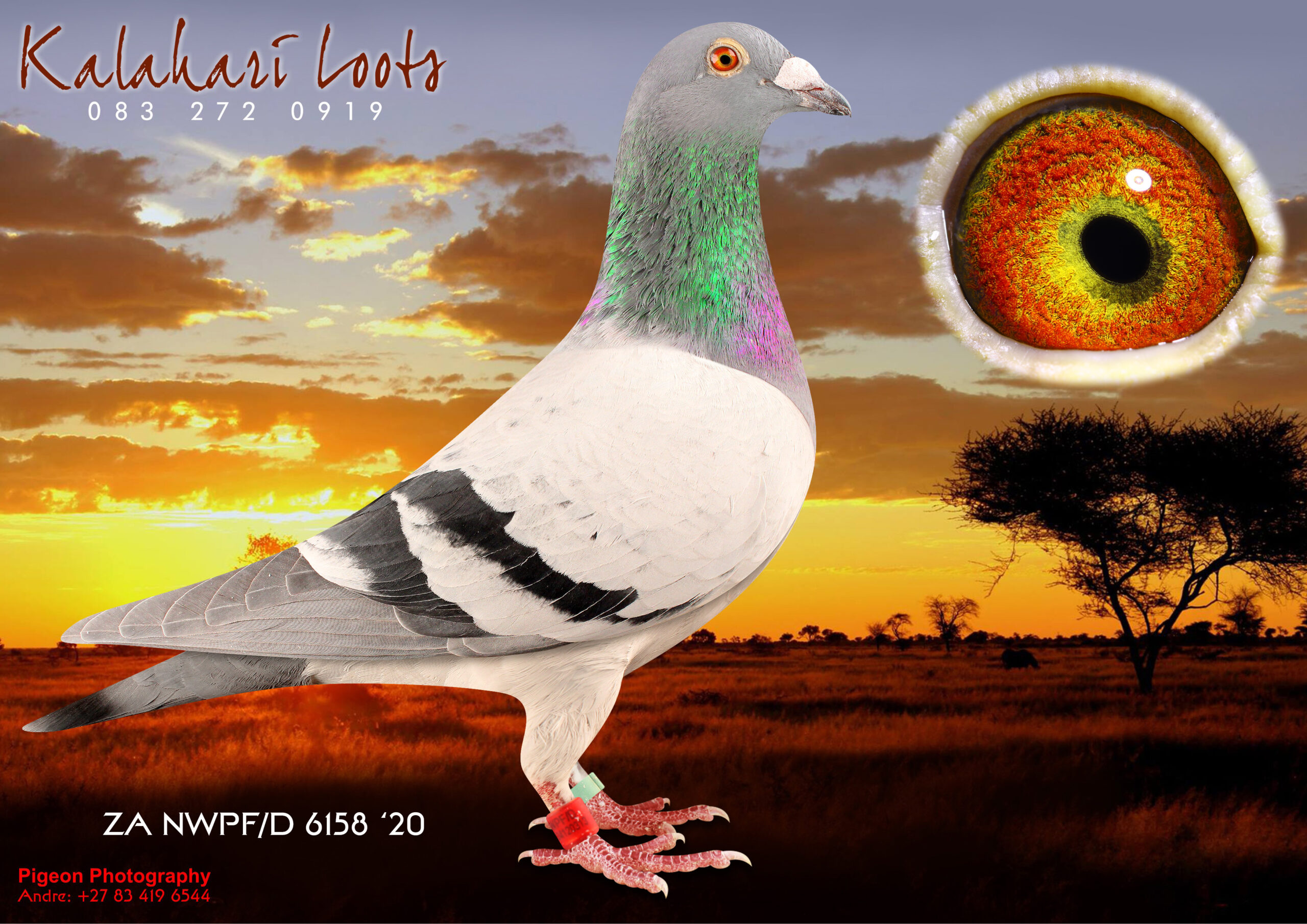 .LOT 8 KALAHARI LOOTS – ZA 20 NWPF 6158 -Bred for Prime Stock based on Performance Several Generations Money Wins.————–DAM:2439 ZA NWPF 18 ‘Leanie’ BBP Bred by Kalahari Lootz Lofts 6e Ace Bird Dinokeng OL 2019. Dght of ‘Renier’ Ace Pigeon Dinokeng Int. OL 2018. ‘Leanie’ Sire is: SA 53004-10 that Won R80,000 in the Sales race named the R80,000 Cock of Kalahari Loots Lofts. Super Stock. Index on Dam side Progenitors incl. Top 10 Federated Board of Homing Union for H & D Möller. Mega Scores for Different Lofts!SEE PEDIGREE!!!