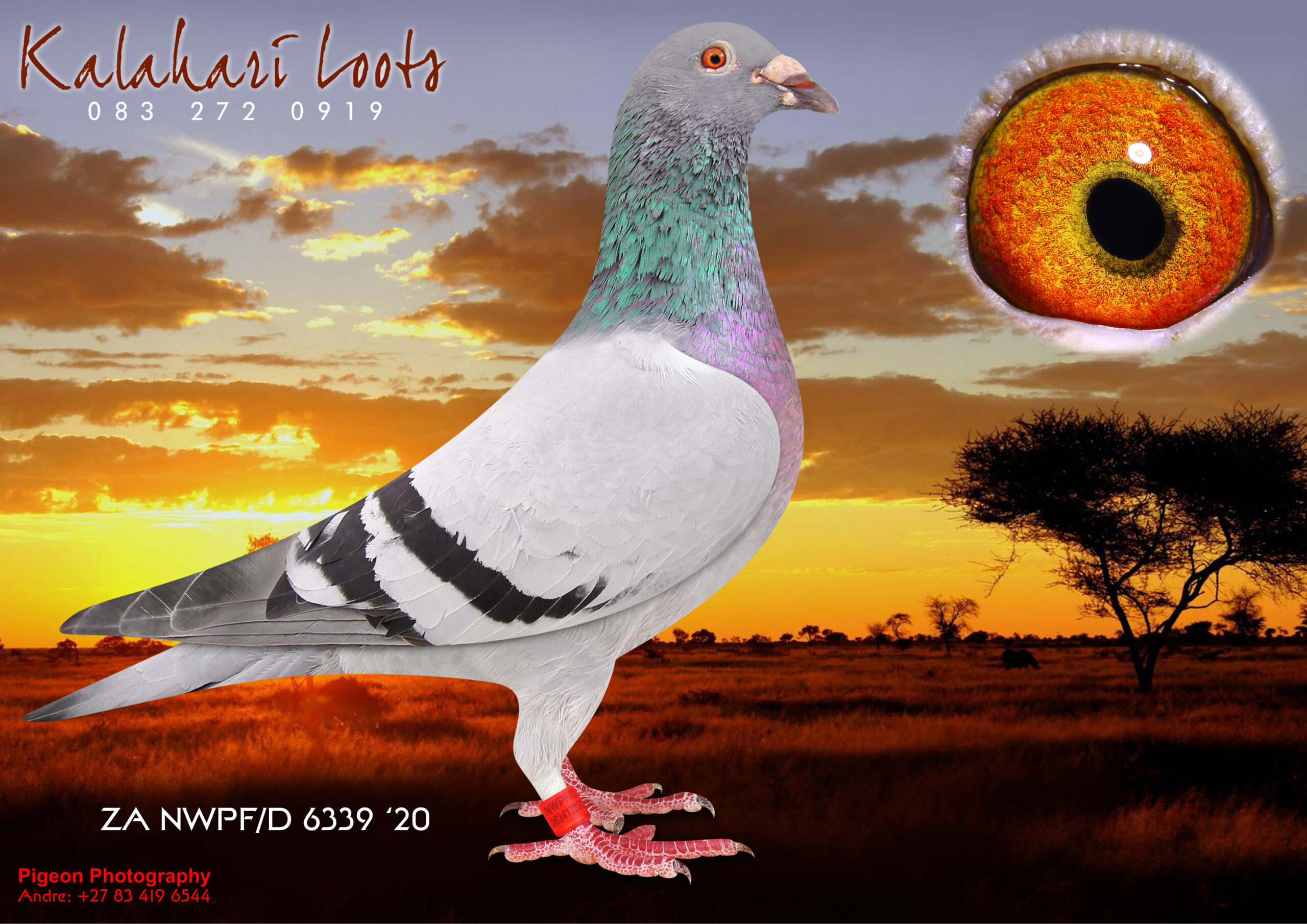 .LOT 9 KALAHARI LOOTS – ZA 20 NWPFD 6339 -‘Click Pair’ Festival. Linebr. & Inbr. to Proven ‘Click’ Pairs & several Generations Money Wins. Interalia 7795-07 x 3350-06 Mega ‘Click’ Pair. Progenitors of Winners, Ace Birds & Top Breeders of a.o ‘Leanie’ 6e Ace Bird Dinokeng/ Renier hen 1e Ace Dinokeng. 1e R80k Sales Race Kalahari Loots Lofts—————-SIRE:69405 ZA 11 ‘Four Zero Five’.69405 ZA 11 is Br to 53004 ZA 10 Won the R80,000-00 Sales Race and in turn Sired ‘Leanie’ 6e Ace Bird Dinokeng OL 2019 when mated to Renier’ Hen Ace Pigeon Dinokeng Int. OL 2018. His Sist 13 NWPF 1899 bred Ace bird South Rd in the NOK. Mega Scores for Different Lofts!—————DAM:2439 ZA NWPF 18 ‘Leanie’ BBP Bred by Kalahari Lootz Lofts 6e Ace Bird Dinokeng OL 2019. Dght of ‘Renier’ Ace Pigeon Dinokeng Int. OL 2018. ‘Leanie’ Sire is: SA 53004-10 that Won R80,000 in the Sales race named the R80,000 Cock of Kalahari Loots Lofts. Super Stock. Index on Dam side Progenitors incl. Top 10 Federated Board of Homing Union for H & D Möller. Mega Scores for Different Lofts!SEE PEDIGREE!!!