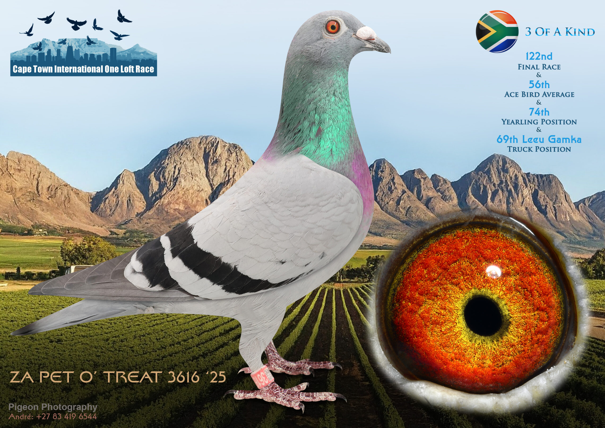 LOT 28 CAPE TOWN WINTER-AGB Lofts-ZA-P.O.T. 25-3616 -69TH TRUCK LEEU GAMKA.————-SIRE:100949 ZA 23.Pure bred Geerinckx cock bred of a brother and sister mating.Bred by Derick Streak.————-DAM:162 FNОX 20. KOOPMAN CROSS.14th Cradock final 2021 @820km – 9 seconds after winner.75th at 640km on HS4 Bred by Fort Knox Loft.SEE PEDIGREE!!!!