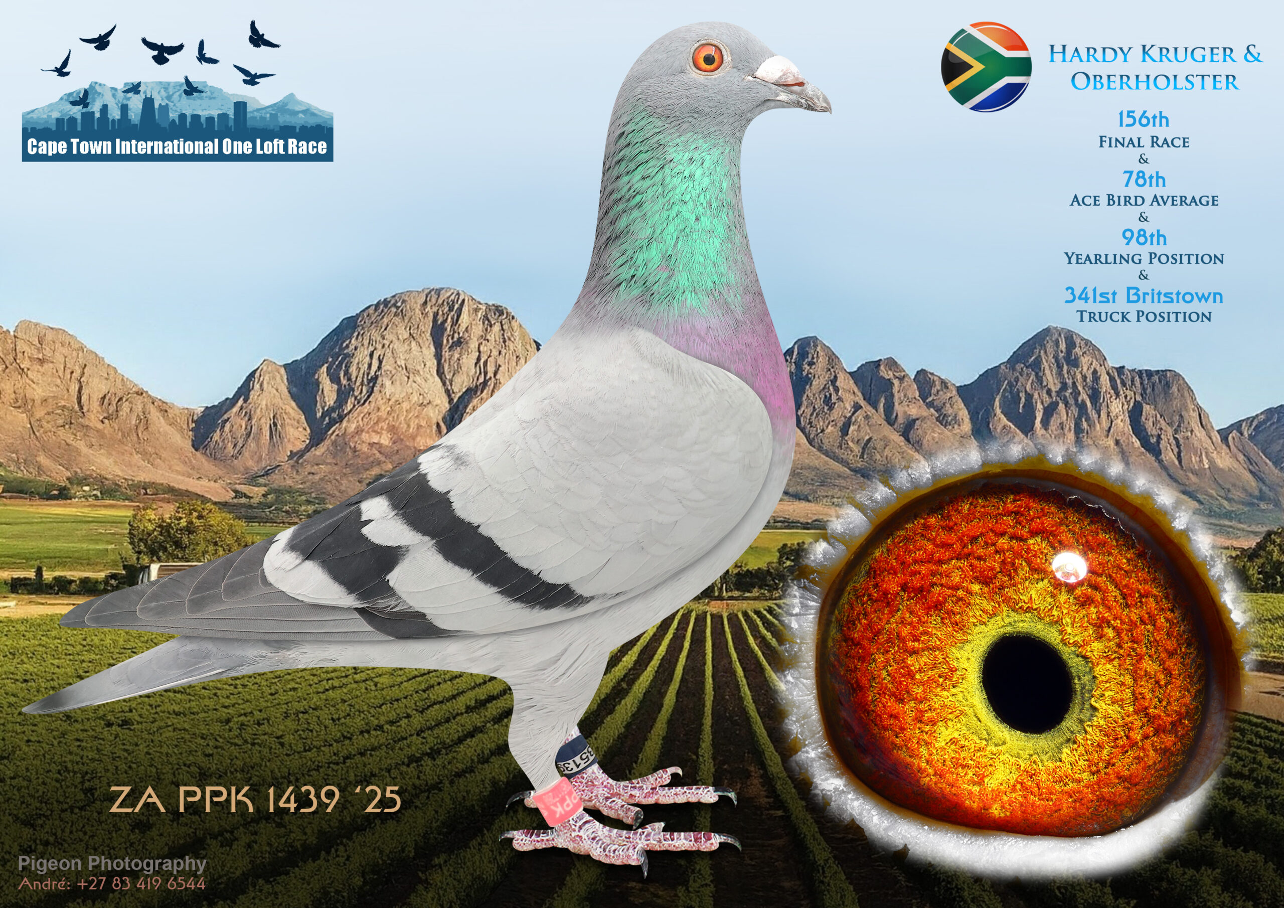 LOT 35 CAPE TOWN WINTER-Hardy Kruger & Oberholster-ZA-PPK-25-1439 -9th Race6 271 km Old + YL , 16th Race5 562 km Old + YL———–SIRE:6680 ZA KUR 23 “WINSTON”.Org.Oberholster Loft Bred for Stock out of Proven Breeders for Vic Falls H.Brothers / Sisters = Many Top50 Results in Final & Super Ace VFWCPR.———–DAM:1810 ZA KUR 24 OCEANS DIVA-10 Org.Oberholster Loft Bred for Stock Hardy Kruger Lines Mother is my NR.1 Stock Hen.SEE PEDIGREE!!!