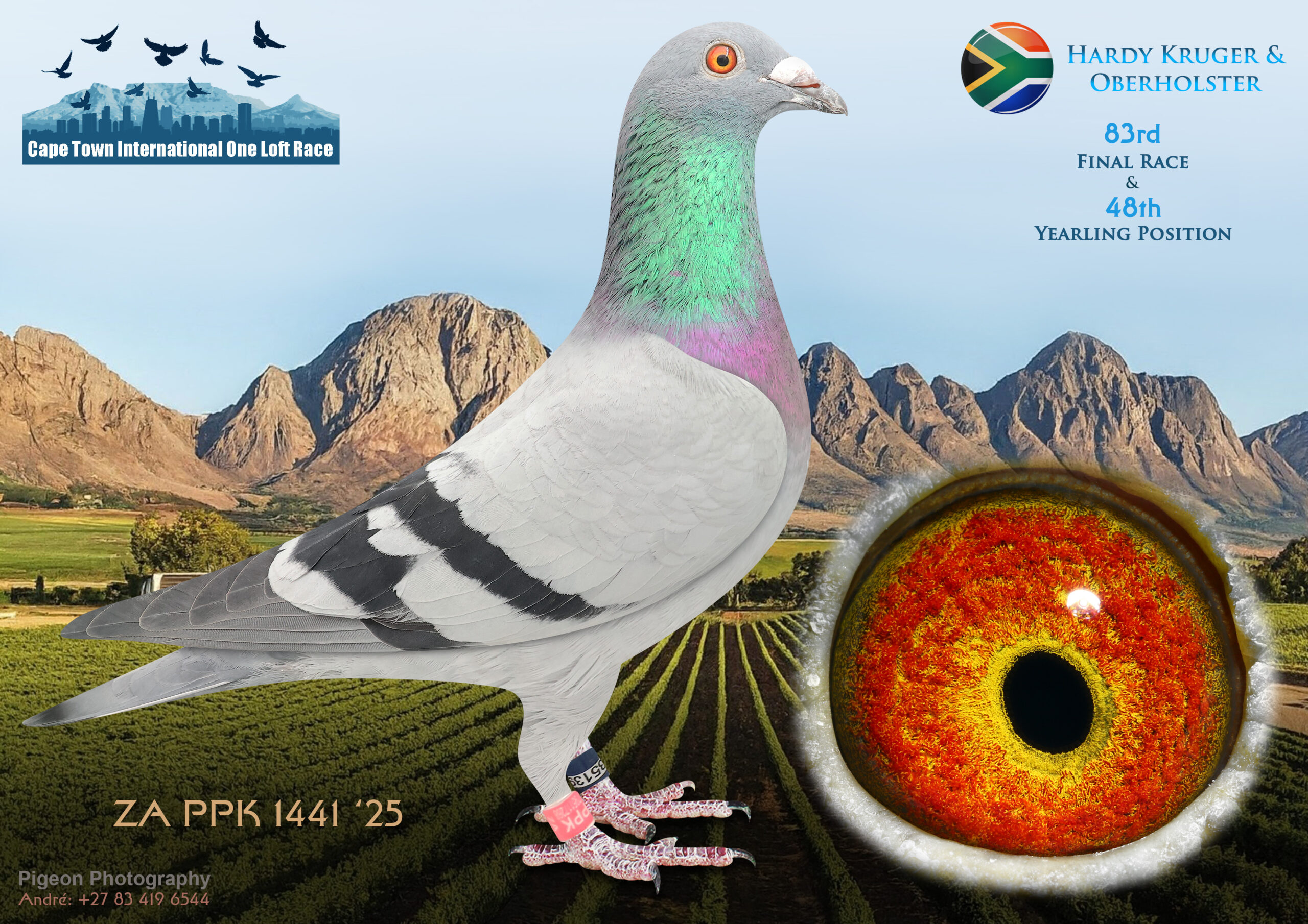 LOT 27 CAPE TOWN WINTER-Hardy Kruger & Oberholster-ZA-PPK-25-1441 -SIRE:1718 ZA KUR 24.Org.Oberholster Loft Bred for Stock Best Kittel x Kleine Jade.————-DAM:89808 GB-Z 18 Dght.MADIBA Org.Pieter Oberholster Bred for Stock out of Legendary Million Dollar Racers o.a. ‘BIRDY’ Best Million Dollar Racer 1st Grand Avg.Winner 1st H.Spot Avg. Winner 1st Knock Out Winner 10th Final Race Winner & 11 x Top 100 over 24 Races.SEE PEDIGREE!!!