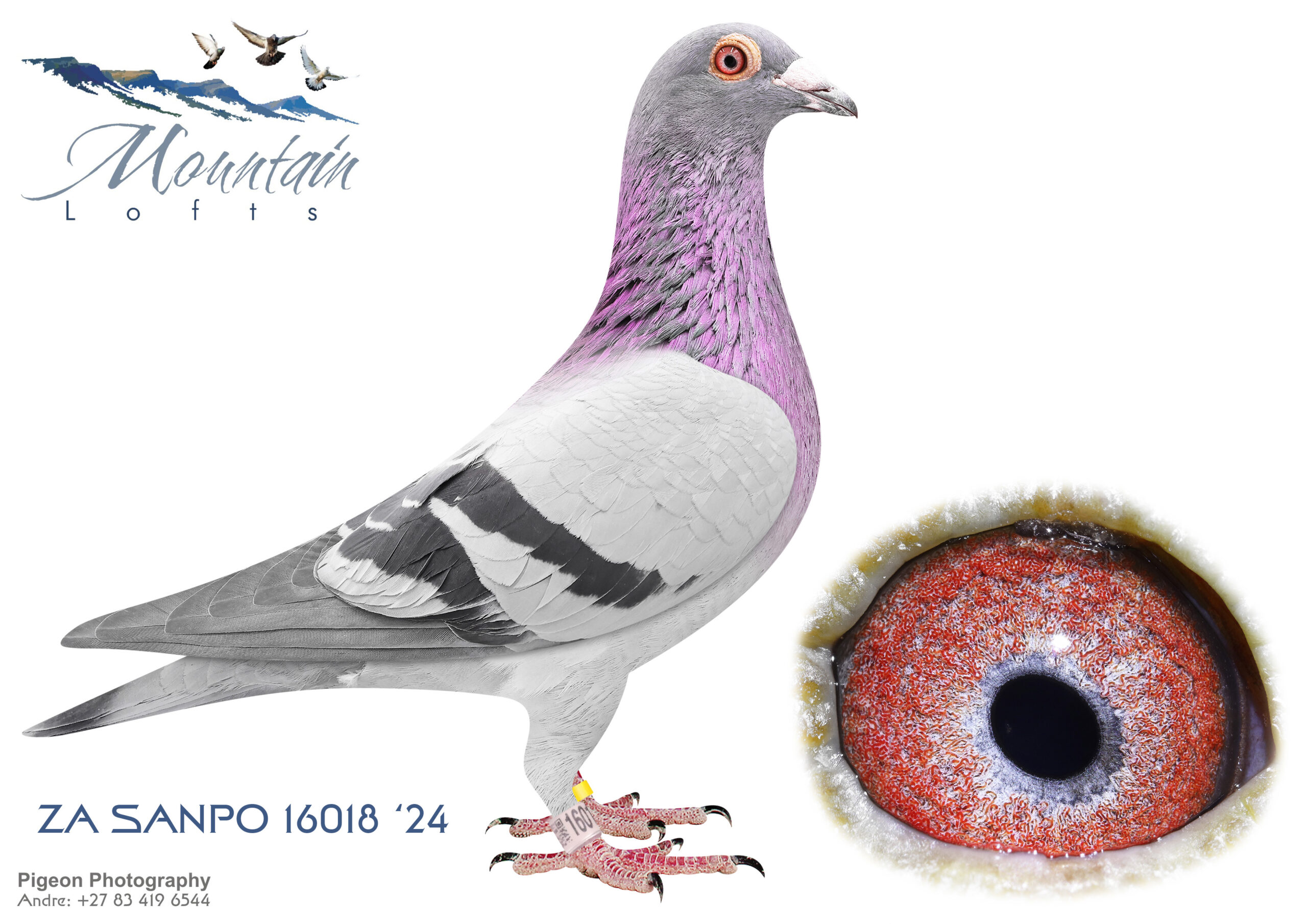 LOT 12 FERDIE LUBBE “MOUNTAIN LOFTS” – ZA 24 16018 -SIRE:ZA 19 MOUN 685.Alias “SUPER 685″ Strain: MOUNTAIN LOFTS Color: BLUE BAR ”SUPER 685” ZA19 MOUN 685 685 SCORED 17 X IN UNION OVER 2 YEARS NESTMATE BROTHER 686 SCORED 16 X UNION OVER 2 YEARS SIRE; “ALLES ACHT” NL12 1784280 THE MOST FAMOUS HOOYMANS BREEEDING COCKS IN SA OF MULTIPLE WINNERS AND BREEDERS IN DIFFERENT LOFTS “ALLES ACHT” SIRE OF 13 WINNERS 7 .———–DAM:NL 17 1686352 .Alias “ACE LINE” Strain: ANTON RUITENBERG Color: BLUE BAR ”ACE LINE” NL17 1686352 WE BOUGHT THIS SUPER HEN TO STRENGHTEN OUR ”SUPER BOY ” GENITIC’S WHICH PROOFS TO HAVE A BIG INPACT IN OUR LOFT SIRE:”SUPER ACE” NL14 1125642 INBRED SON SIRE X DAUGHTER “SUPERBOY” MATED TO HIS BEST DAUGHTER “ACE-GIRL”.SEE PEDIGREE!!!