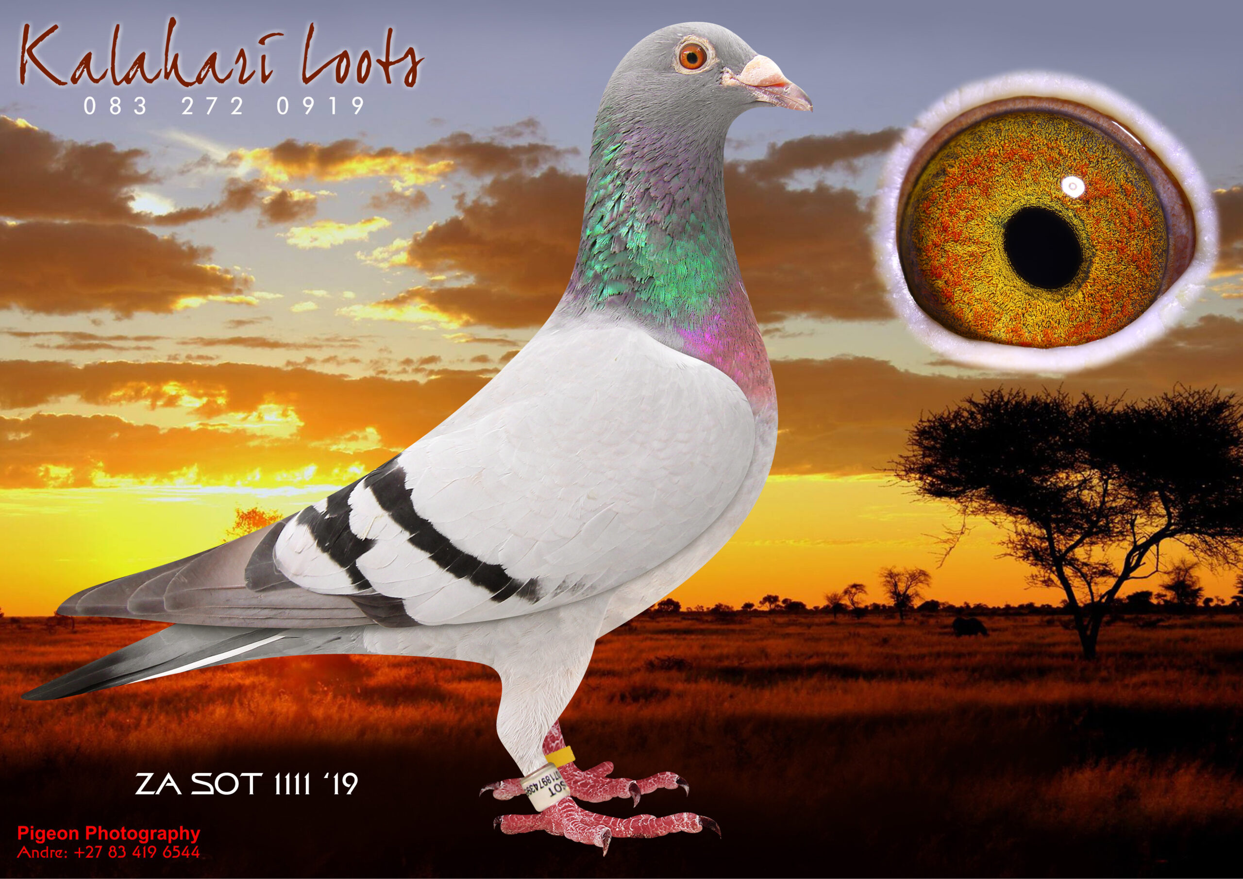 LOT 26 KALAHARI LOOTS – ZA 19 SOTVL 1111 -Full Sist. ‘Renier’ Hen 1e Ace Bird Dinokeng OL. Sire is Linebr. to the Original Jannsen Family of the Late Champion fancier, Robert Scott. Its Sire is bred 2x to the 4x Winner 17833. Her Dam 1672-10 Bred more that 20x Winners. Est. Performance genetics of the ‘Silvano’ / JLN Houben Foundation! Base of Kalahari Loots Lofts.—————-SIRE:4028 ZA SOTVL 17.Sire of Dinokeng Ace Bird.BB Or. Eijerkamp/ Janssen From the Base of Robert Scott Full Br 1e Renier Hen Ace Bird Dinokeng OL that bred 2x Union Winners 1st year at Stock. And the Dam of Leanie’ 6e Ace Bird Dinokeng OL 2019. ‘Renier’ is Gr.Dam to 9e Final Diaz 2023. The Sire of 4028 is 5018 that was Mated to a Dght of his Sister to breed 4028 Champion breeder. ————DAM:1672 ZA BPF 10 Bred more than 20x x 1e BB ½ Br is ‘Thabo’ bred 12x 1e Dam of 1e Ace Dinokeng Top breeder Hen interalia Dam of ‘Renier’ Hen Ace Bird Dinokeng OL that bred Leanie’ 6e Ace Bird Dinokeng OL 2019. ‘Renier’ is Gr.Dam to 9e Final Diaz 2023 / 1672 is bred from Inbr ‘Silvano’ Houben Line & 15e Carnival Final W Kumpmeyer Progenitors of Mega O/Loft Money Winners.SEE PEDIGREE!!!