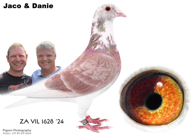 LOT 10 JACO & DANIE – ZA 24 VIL 1628 -Half sister to ZA JWDK 4167 ’24, DIE GYS COCK. Also half sister to GB V 63384 ’18 and GB V 63390 ’18 of Alwyn Bester.————–SIRE:1848806 NL 17 .Alias “SPECIAL KITTEL” Strain: DIRK Van Den BULCK Bred from along history of winners: National Ace level National Ace KBDB Provincial winners Combine winners etc. DYNASTY KITTEL was purchased for a considerable amount. KITTEL Winner of coefficient 0.9 1st Nat Ace KBDB 2013 Best KBDB Cock in Belgium History.————-DAM:DV 01654-22-239 H. ‘Miss Durban’ Di Caprio-Kannibaal BCH w/f Top racer at Afrika Pro. Related to the excellent ’95 hen’ of our Special Kittel pair the parents of 63384/18 & 63390/18 Alwyn Bester.Dirk van Dyck Kannibaal/Rambo x Olympic Niels x Di Caprio prominent in this pedigree.SEE PEDIGREE!!!