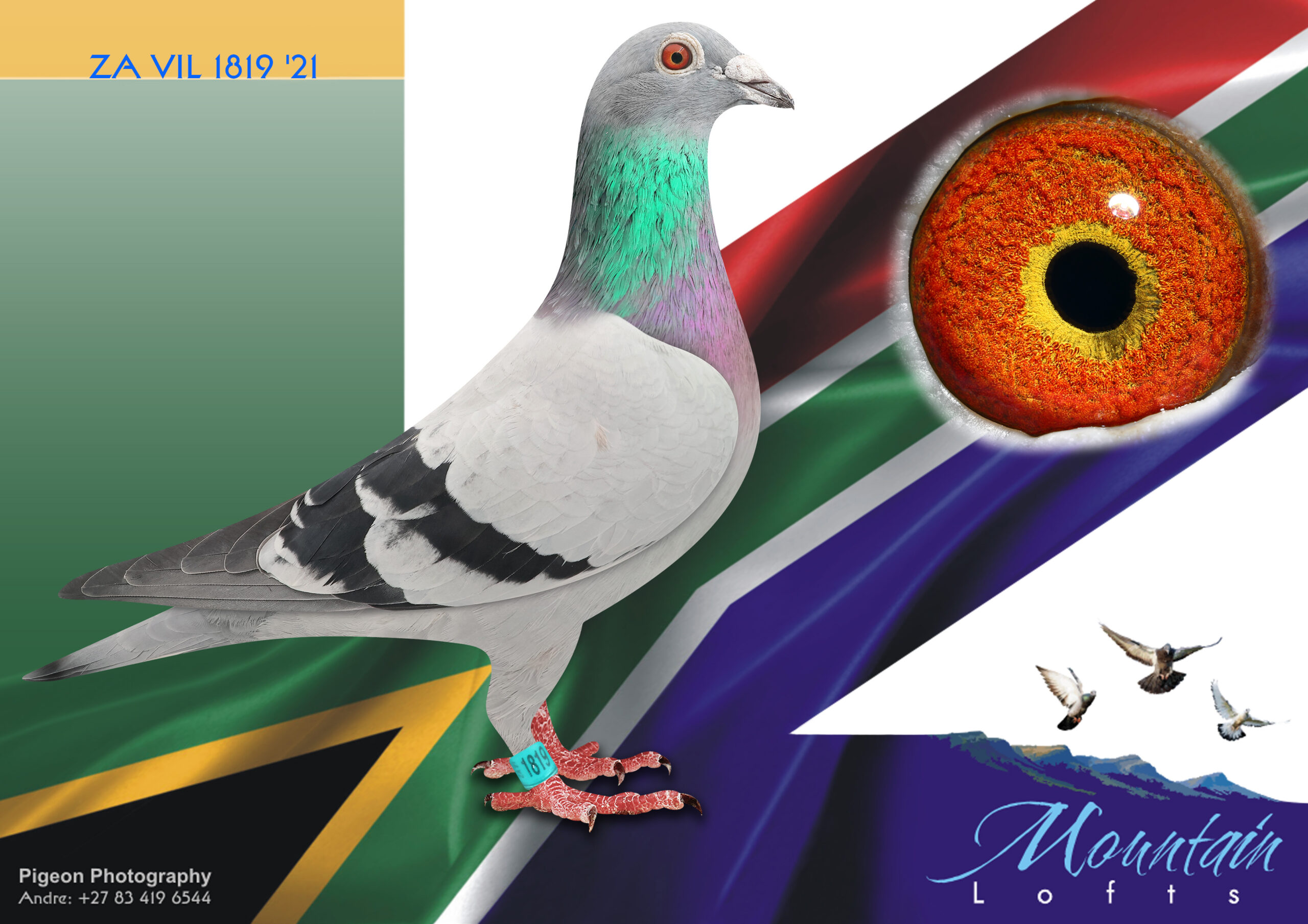 LOT 15 FERDIE LUBBE “MOUNTAIN LOFTS” – ZA 21 VIL 1819 -Sire: DV 19 0507 840. Alias “PURDY’S DREAM BOY” Strain: ALFONS KLAAS Color: BLUE BAR “PURDY’S DREAM BOY”SIRE TO “PETRO” TO ZA20 MOUN 1141 EQUAL 1ST (13TH) AND 10TH PAID PIGEON VICTORIA FALLS HOTSPOT 4 AGAINST 2918 PIG 1603MPM SIRE TO ZA20 MOUN 908 2 X PTA UNINION WINNER SIRE: – “ALFONS FAVORIET” DV13 0507 1425 FULL BROTHER” VICTOR” 1ST PLACE FINAL SAMDPR 2011 2575.———– Dam: ZA 19 MOUN 708. Alias “PURDY’S QUEEN” Strain: MOUNTAIN LOFTS Color: BLUE CHECK “PURDY’S QUEEN””ZA19 MOUN 708 DAM TO: ZA20 MOUN 908 2X PTAUNION WINNER NESTMATE SISTER “ANDATE ZA19 MOUN 707” 2ND ACE UNTILL FINAL RACE VICTORIA FALLS 2020 7TH HOTSPOT VICTORIA FALLS 2020 26TH GRAND AVE VICTORIA FALLS 2020. SEE PEDIGREE!!!!