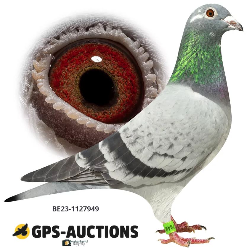 .LOT 6 INTERNATIONAL AUCTION – BE 23 1127949 -SIRE: NL-21-1752135 C — “SON JEF” A DNA-certified Batenburg–Van de Merwe cock and direct son of the world-famous Barcelona champion “JEF.” “JEF” achieved: 1st International Barcelona 2019 against 16,051 pigeons 1,083 km at 943 m/min Won with an outstanding 1 hour 30-minute lead 1st Extreme Long-Distance Ace Pigeon Sans Peur Herent 2018 3rd Extreme Long-Distance Ace Pigeon KBDB Vlaams-Brabant 2018 35th National Perpignan 2018 The dam of “SON JEF,” NL-18-1084809 H, is a daughter of two International Barcelona winners: “SPECIAL ONE” — 1st International Barcelona 2015 against 19,083 pigeons “KLEINE JADE” — 1st International Barcelona 2014 against 20,669 pigeons “SON JEF” combines three exceptional International Barcelona-winning families in one pedigree.—————DAM: NL-21-1177445 H — “JEF IN THE NIGHT” A top-class Batenburg–Van de Merwe hen bred directly from “JEF” × “QUEEN OF THE NIGHT.” Her sire, “JEF,” was the brilliant: 1st International Barcelona 2019 against 16,051 pigeons Winner over 1,083 km at 943 m/min Victorious with a remarkable 1 hour 30-minute lead 1st Extreme Long-Distance Ace Pigeon Sans Peur Herent 2018 3rd Extreme Long-Distance Ace Pigeon KBDB Vlaams-Brabant 2018 Her dam, DV 07236-18-41 H “QUEEN OF THE NIGHT,” was raced by Alin Karscu and won: 1st International Barcelona 2020 against 12,315 pigeons 1st National Barcelona 2020 1,005 km at 1,104 m/min Won with an extraordinary 7 hour 30-minute advantage.SEE PEDIGREE!!!