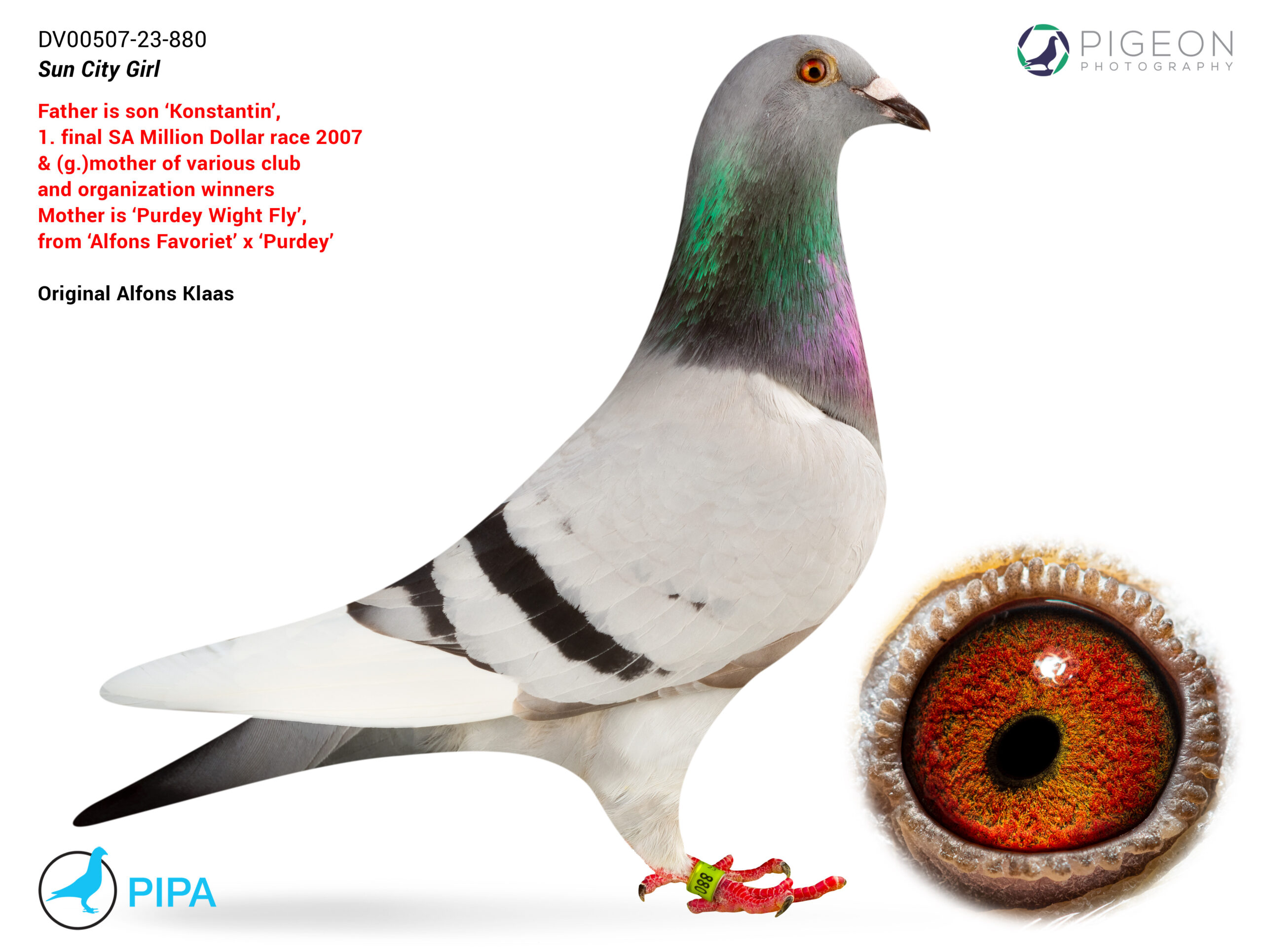 .LOT 4 INTERNATIONAL AUCTION – DV 0507 23 880 -SIRE: ZA-TRPF-13-24923 V — “SON KONSTANTIN” An original Kitchenbrand’s Loft blue cock, bred from two exceptional South African Million Dollar Race bloodlines. His father, ZA-10-46664 V “MADIBA”, was a top breeding cock and a son of “Vater Birdy” and “Super Birdy.” Madiba excelled in the Knock-Out, Grand Average and Hot Spot competitions at the Sun City Million Dollar Race. This is the celebrated Birdy family, responsible for generations of dominant racing and breeding pigeons. His mother, 0507-06-860 W “KONSTANTIN,” was the outstanding: 1st Final South African Million Dollar Race 552 km against 2,402 pigeons Winner of US$200,000 Sold at auction for €27,000 Proven super breeder at Kitchenbrand’s Loft “Son Konstantin” therefore combines the legendary Birdy dynasty with a direct Million Dollar Race final winner.————DAM: DV-0507-20-989 W — “PURDEY WIGHT FLY” A blue-chequer hen bred by Alfons Klaas, representing a powerful combination of the Victor, Purdey and Alfons Klaas One Loft Race families. Her sire, 0507-13-1425 V “ALFONS FAVORIET,” is a full brother to “Victor,” winner of the 2011 South African One Million Dollar Race over 526 km against 2,575 pigeons. This line also produced 0507-16-679, the 2nd Ace Pigeon at the Victoria Falls One Loft Race. Her mother, 05369-12-1121 W “PURDEY,” was an outstanding performer at the South African Million Dollar Pigeon Race: 1st Grand Average SAMDPR 2012 3rd Final SAMDPR 2012, arriving in the first drop Multiple leading prizes against fields of approximately 2,800–4,500 pigeons The family has also produced excellent international One Loft Race and federation performers, including top positions in the Pattaya, Victoria Falls and TGPR finals, as well as a provincial winner that achieved 1st against 13,408 pigeons.SEE PEDIGREE!!!!