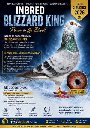 ACTIVE AUCTION - INBRED BLIZZARD KING KITTEL - FROM 31 JULY TO 2 AUGUST 2026 (ENDING 13:45)