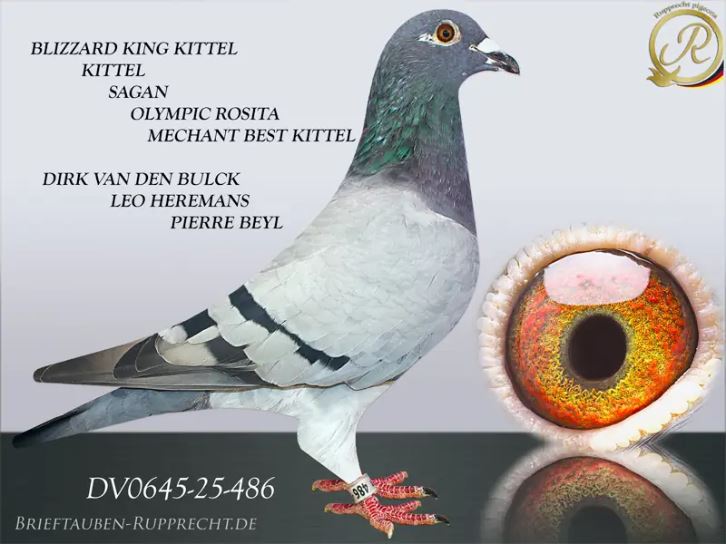 .LOT 1 INTERNATIONAL AUCTION – DV 00645 25 486 -SIRE:B-23-4181143 V ROSITAS BEST BULCK PIPA BREEDING ******************************** SUPER MALE FROM FULL SISTER OLYMPIC ROSITA 1e Olympic Ace Nitra 2012 1e Nat. Ace Superduif speed 1e Prov. Ace KBDB 2012 2e Nat. Ace KBDB speed 2012 VERY BEST OF DIRK VAN DEN BULCK ******************************* BROER GODE RODE BEST BREEDER Dirk van den Bulck – direct children win o.a. 17 x 1e.———–DAM:B-24-3108650 W BLIZZARD BULCK 650 Dirk van den Bulck orig. VELGHE PIGEONS ******************************** INBRED VERY BEST OF DIRK VAN DEN BULCK LEO HEREMANS PIGEONS ******************************** KITTEL 1.NAT ACE SAGAN 1.NAT ACE BLIZZARD KING KITTEL 1.NAT ACE.SEE PEDIGREE!!!!