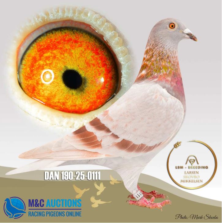 .LOT 2 INTERNATIONAL AUCTION – DAN 190 25 0111 -SUPER INBRED DOUBLE G-DAUGHTER OF FOUNDATION BREEDER RODE BULCK. SIRE TO SEVERAL ACE PIGEONS, BUT AS G.FATHER HE HAVE BEEN EXCEPTIONEL. G.SIRE TO 2X1 NAT ACES.————–SIRE:190-23-0310 C COPY OF HIS FATHER LSM RED BAR SUPER SON FROM BASECOUPLE 310 BROTHER TO. BROTHER KANIBAAL POGI 1-2305 1-1808 BIRDS 3 BEST YEARLING DENMARK 2021..————-DAM:DK 190-20-0047 H ACE MOTHER SKOVBO/MIKKELSEN BLUE CHECKERED TOPBREEDER DAM 4039 1 NAT ACE ALLROUND DDB 2023. 1 ACE DDB SECTION 35 2023. 2 OLYMPIC BIRD YL DENMARK MAASTRICHT 24. ALSO DAM TO 2167 1 ACE NOM. RACES 2023.SEE PEDIGREE!!!