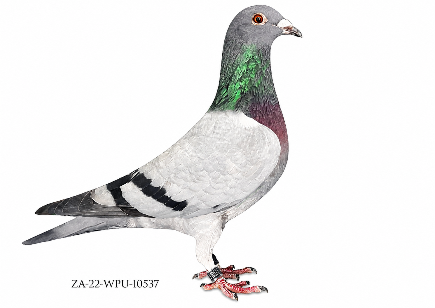 LOT 12 MID WEEK AUCTION – ZA 22 WPU 10537 -SIRE – GPU 2016 1400 BB COCK A strong Kaasboer/Soontjens-based breeding cock, backed by a family packed with proven winners and ace pigeons. His sire line goes through ZA 2010 0320, recorded as sire to 32 Union & Combine winners, with a full son also breeding the 1st Ace Bird WPU Union 2021 – ZA 19 235307. The pedigree further traces to MAGIC STAR 5060199-91, a top-class ace family featuring National and Provincial Ace Pigeon performances.————DAM – ZA WPU 18 4705 BCHPD An exceptionally well-bred hen based around the highly successful ZA GPU 16 1608, recorded as sire to 16 winners and 8 Union winners. This powerful family traces back to “REAL KING” NL 94-1319460 – Kanjers Van De Kuststrook, combined with a line-bred daughter from the 3× Gold Medal Winner ROSSI family.SEE PEDIGREE!!!!