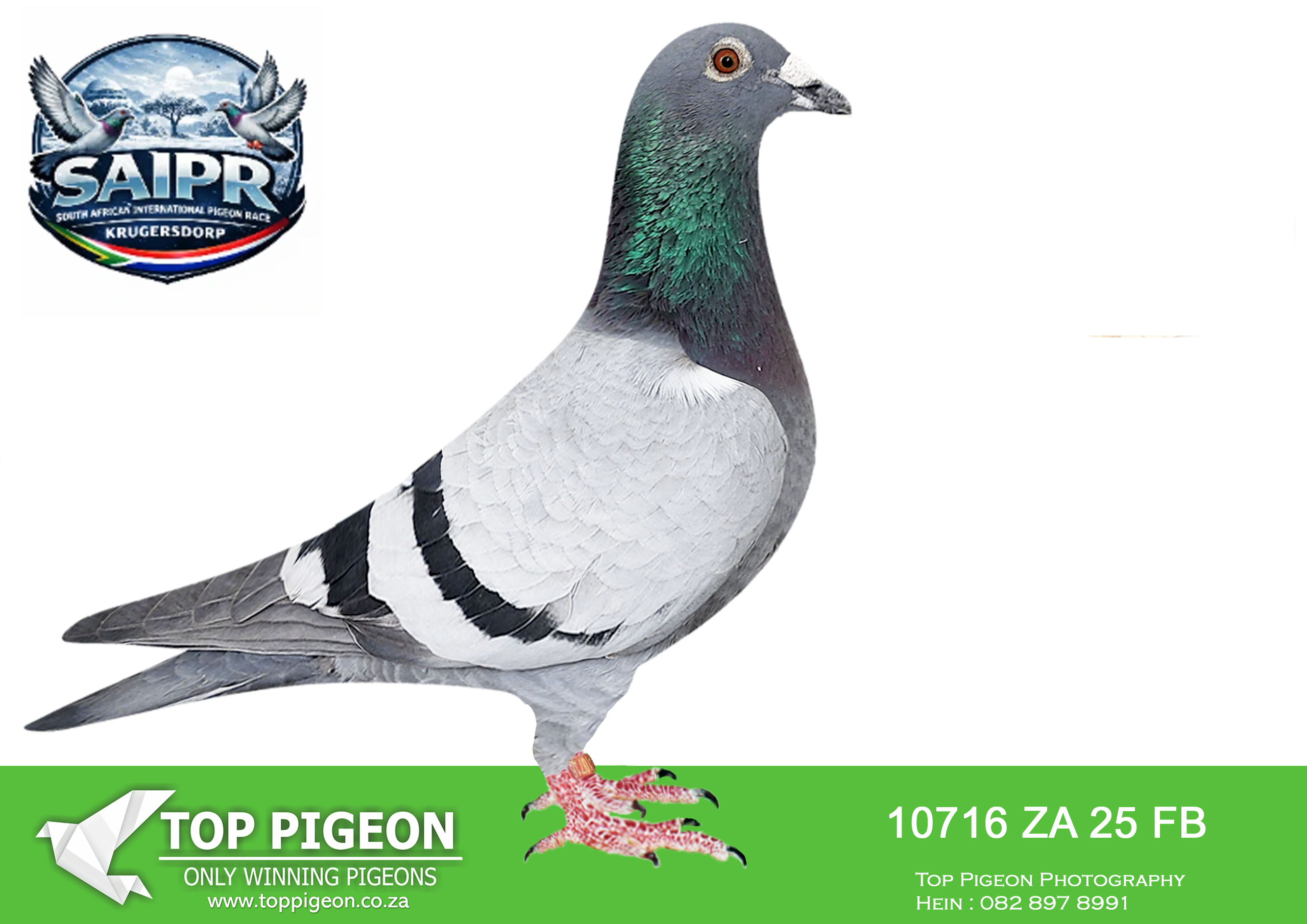 .LOT 9 SAIPR WINTER OLR – Len Knoetze 3-FB 10716 2025 -SIRE:24 EIN (ZA) 20 ‘Karo 8’. EINKAMERER.————–DAM:21 SRPV/D 1673 “Little Dody” EINKAMERER BB.SEE PEDIGREE!!!