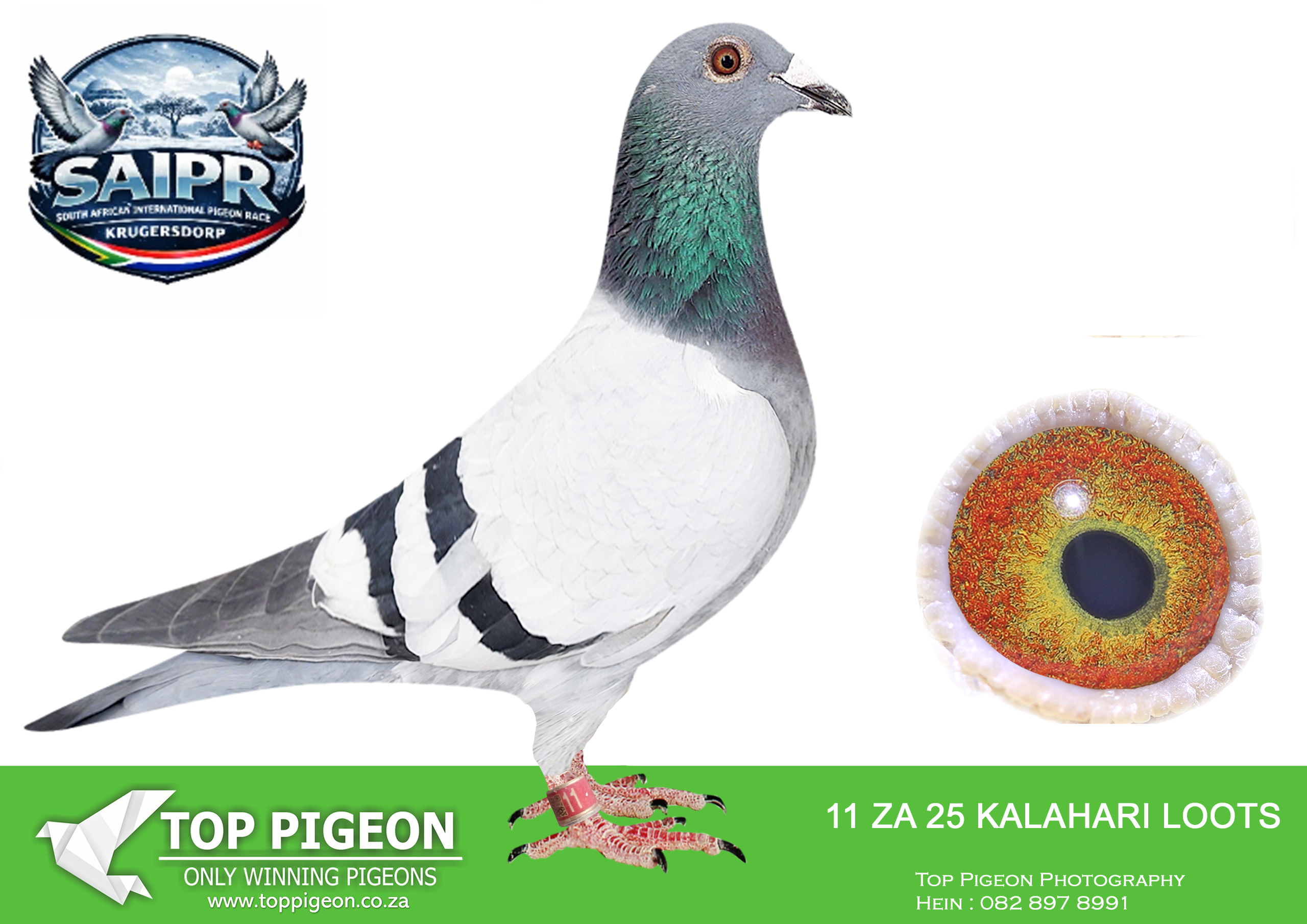 .LOT 3 SAIPR WINTER OLR – Kalahari Loots / KLD 1-KALAHARI 11 2025 -30TH FINAL RACE ———-SIRE:4491 ZA SNWF 18. R Scott / L Meyer/ Samdpr & Kalahari Loots Blou Famlie Picture below is of the Reference Bird Knopneus’ Est. SA Breeder.————DAM:0408 ZA SOTVL 17 ‘Renier’ Hen BB 1e Ace Bird Dinokeng Proven Breeder 1st Year Stock! ‘Renier’ 1e Ace Bird Dinokeng OL i2018. She bred 2x Union Winner 1st year at Stock. She is the Dam Leanie’ 6e Ace Bird Dinokeng OL 2019. ‘Renier’ is Gr.Dam to 9e Final Diaz 2023. Her Dam bred .more than 20 x 1e. Super Stock!SEE PEDIGREE!!!!