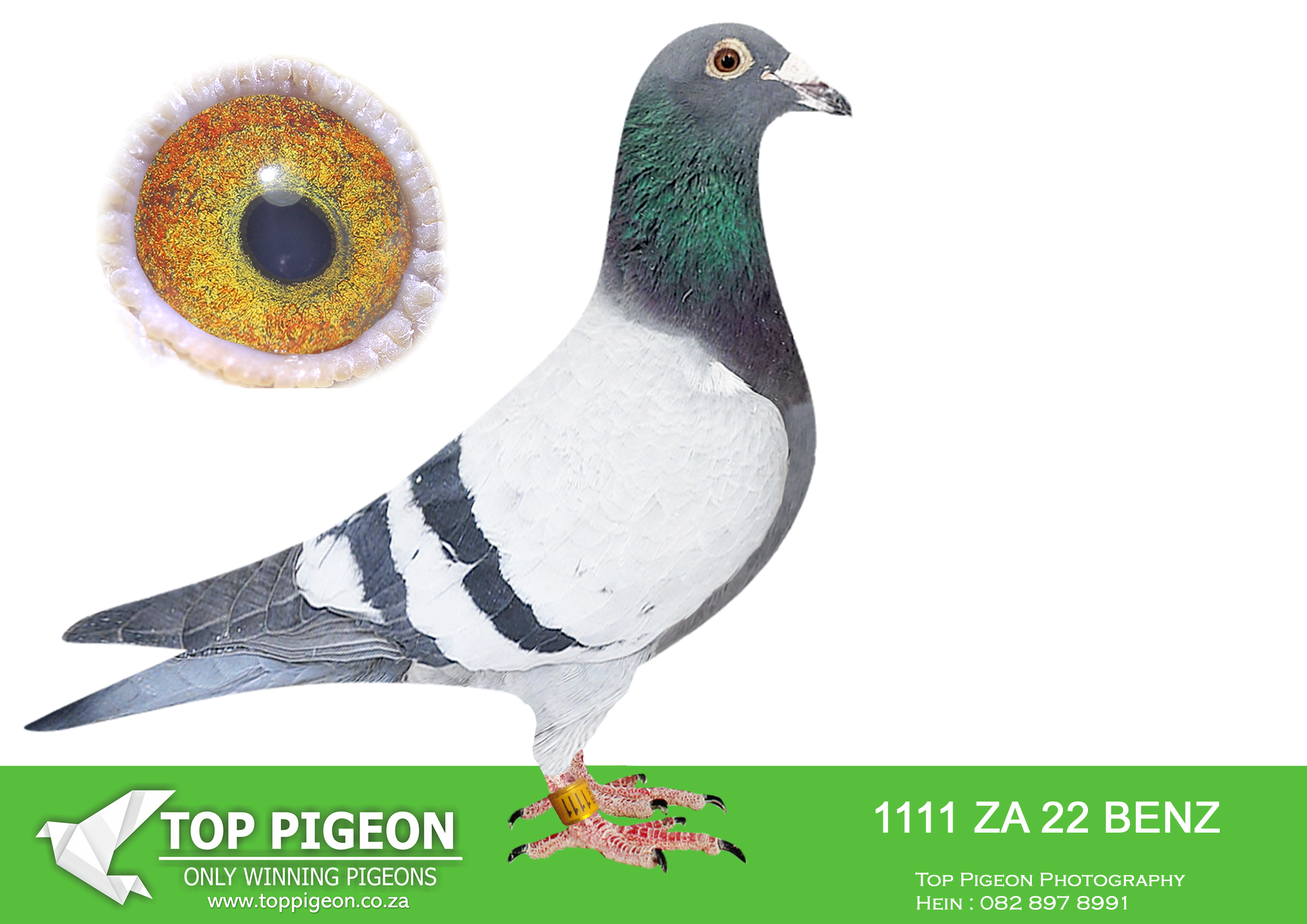 .LOT 5 NICO MULLER – ZA 22 BENZ 1111 -First cock directly out of 10108/16-05588/13 Click pair of CP Hattingh ever sold – To my knowledge Full brother to 07010 – Best stock cock of C Hattingh – “10” Currently I have 14 Full Brother & Sisters of “10” in my stock loft. To date 9 of his siblings have bred winners incl multiple winners and Sanpo medal winners for me and Chris Hatting and opther fanciers. All the others yet to breed a winner have all bred top performing pigeons.—————SIRE: 10108 PRPC 16 ZA .Alias “”BOLT”” Strain: LOCK GOLD MEDAL LINE Color: Blue Bar Top stock cock -Sire to winners and grandsire to many winners. no less than 9 direct offsprinmgs hav ebred winners. Grandsire to many top stock birds for CP Hattingh. Incl 07010/16 – Bred at least 10 different winners Incl Bred Sanpo medal winner (5 x winner) 34013/17; 89697/18 2YO Champs; 83410/18 winner and breedr of winners. 89674/18 -2 winner; 83420/18 – 2 xwinner For Nico Muller.————-DAM:05588 GPU 13 ZA.Alias “”REPLICA”” Strain: SUPER PAIR HAWK LINE Color: Blue Bar Inbred to 19150/02 – Super R80 000 cock. Great Grand Daughther of 4869/99 – ”Super Hawk Hen’ – 3 times in pedigree. Foundation hen: 9 of her direct offspring have bred winners for me and CP Hatting to date. Dam to 33983/17 Combine winner for Chris. Dam to 1135/24 – Winner and breeder of winner and 1143/24 – Triple winner and breeder of winner for me. Granddam to 34013 – 5 x winner double Sanpo medal winner and bred many winners Granddam to 89674/18 2 x Winner.SEE PEDIGREE!!!!