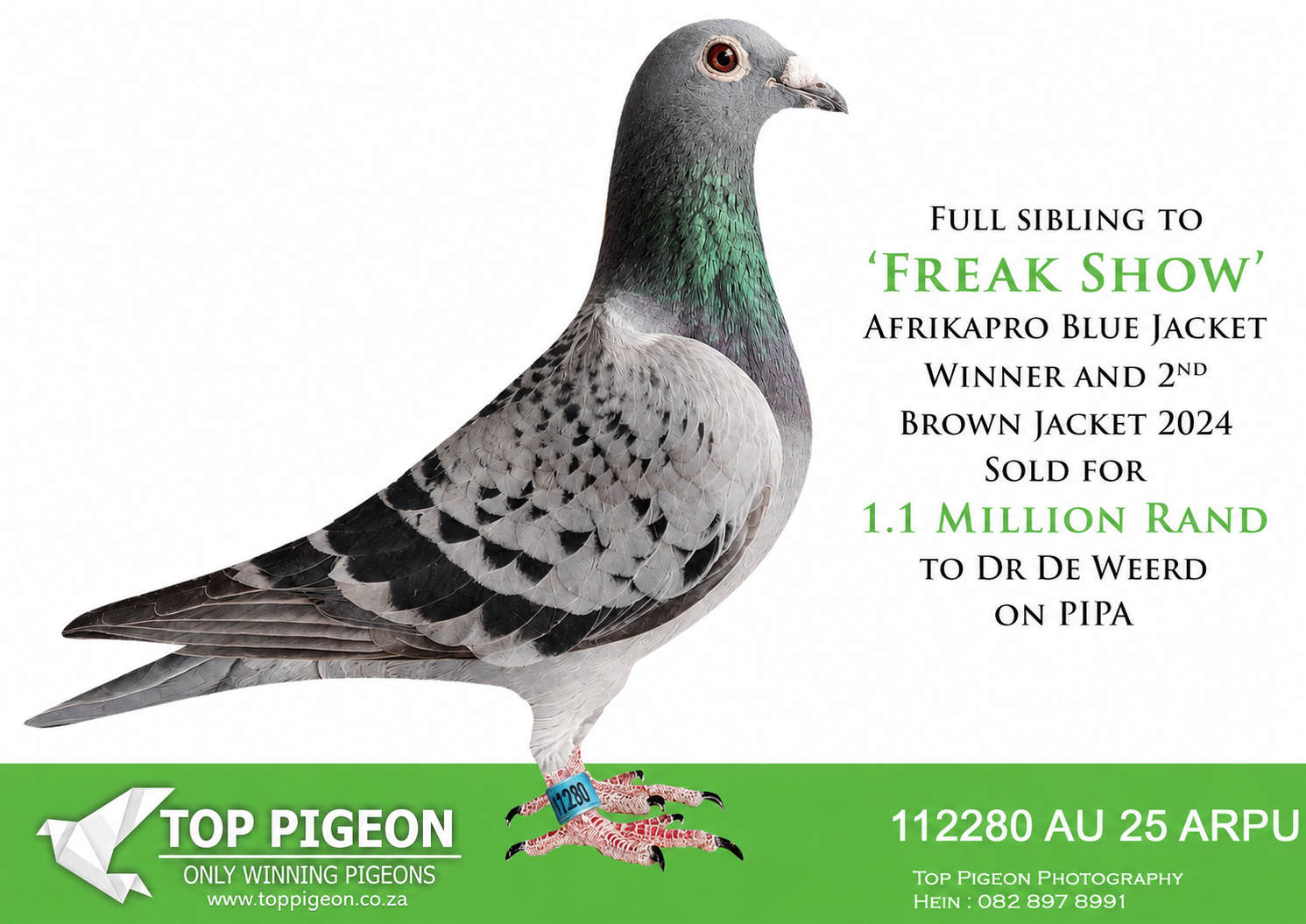 .LOT 1 FULL SIBLING FREAKSHOW – AU 25 ARPU 112280 – FULL SIBLING TO “FREAK SHOW” AFRIKAPRO BLUE JACKET WINNER AND 2ND BROWN JACKET 2024 SOLD FOR 1.1 MILLION RAND TO DR DE WEERD ON PIPA———-BRED FROM ORIGINAL O & L DE VRIES HEN & HALF SISTER TO “COPPERHEAD” 1ST ACE PATTAYA INT OLR 2020. NESTMATE COPPERHEAD 12TH ACE PIGEON PATTAYA INT OLR 2022. CROSSED TO COCK FROM 75% GABY VANDENABEELE.———–SIRE:ZA 21 148 . DIAMOND PIGEON STUD. TOP TALENT IN AFRIKAPRO 2022. WINNER:30 , 48 , 82 , 118 , 155 PRIZES. MEMBER OF TEAM WINNING $500 000.00 IN BLACK JACKET COMPETITION AS BEST FANCIER OF THE YEAR AFRIKA PRO SERIES 2022.FATHER TO “FREAK SHOW” 1ST BLUE JACKET AFRIKAPRO 2024 , 2ND BROWN JACKET AFRIKAPRO 2024 , 6TH FINAL AFRIKAPRO 2024.———–DAM:CU 21 OL 4463. DAM TO “FREAK SHOW” 1ST BLUE JACKET AFRIKAPRO 2024 , 2ND BROWN JACKET AFRIKAPRO 2024 , 6TH FINAL AFRIKAPRO 2024.. NESTSISTER WON 17TH BLUE JACKET ACE PIGEON AFRIKAPRO 2022. HALF SISTER TO COPPERHEAD 1ST ACE PATTAYA INT OLR 2020.SEE PEDIGREE!!!