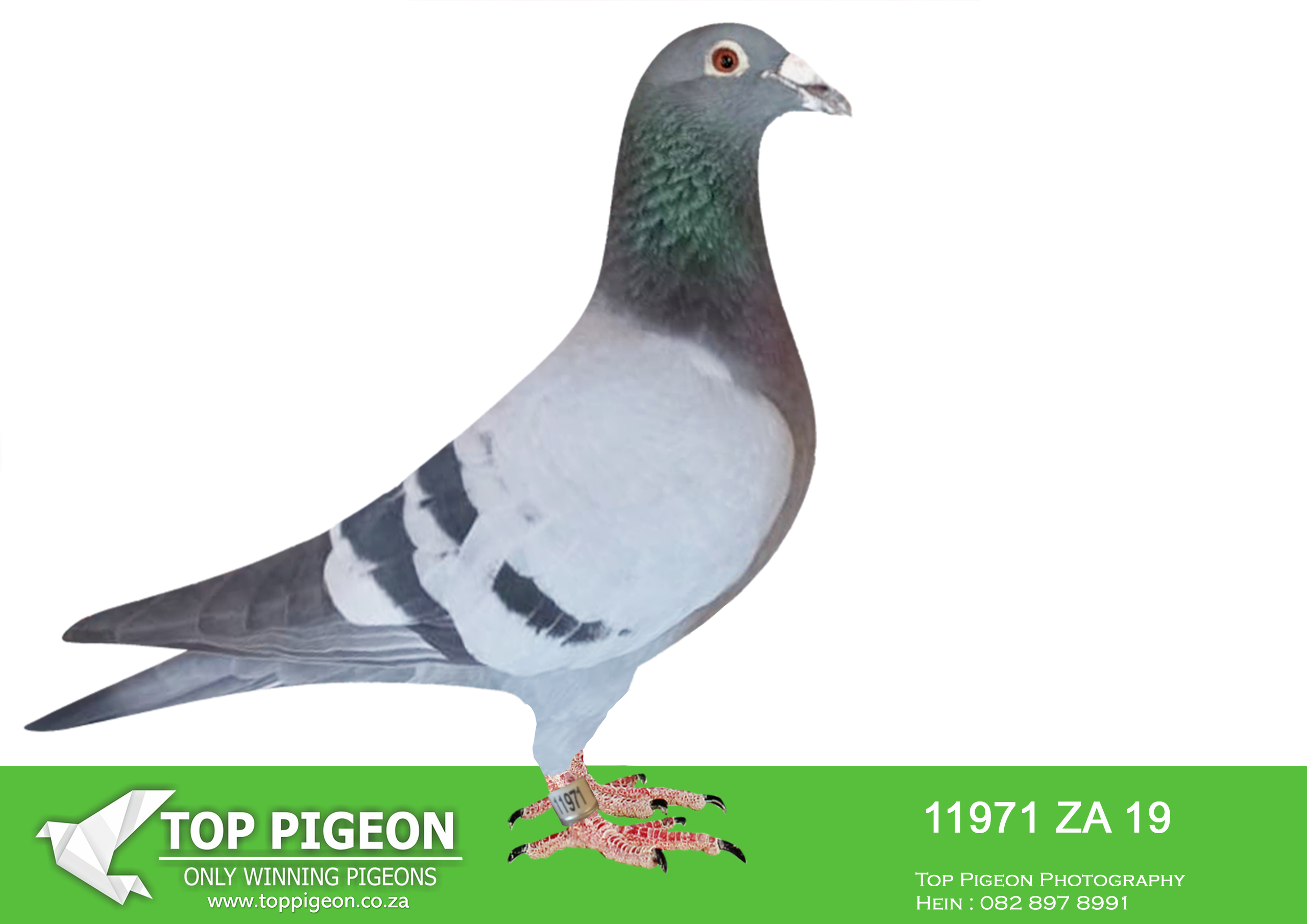 .LOT 6 KALAHARI LOOTS AUCTION 2 – ZA 19 VNRF 11971 –
