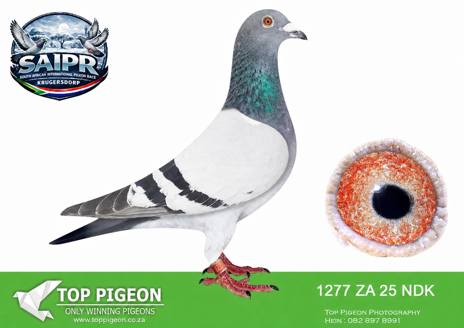 LOT 20 SAIPR WINTER OLR – PAINTER & ULLRICH-ZA NDK 1277 2025 -“ULLTRA” won 1st Final Race SAIPR WINTER 2026 from 575km (WINNING R750 000.00). She must rank as one of the best OLR racers ever at SAIPR. During the 4 Hotspots and the Final Race she flew: HS1 288km 2nd (1st drop) , HS3 444km 7th , HS4 505km 8th , Final 575km 1st! “ULLTRA” was also 3rd Grand Averages and completed the 14 Grand Averages races in 24 minutes less than the next best pigeon @ SAIPR 2026. Her dam is our great racing and breeding star “3 SISTERS HEN”. Amongst her children are “STEAR SAID WHIP” & ” SIMON SAID WHIP” (1st & 8th Afrikapro Brown Jacket after Race 9 2024), “SUF’S CAR RING” (breeder of Union Winner & father of Union Ace Pigeon) and “CPL SURPRISE” (6th Overall Ace Pigeon CPL 2021), “LIEKIE” – great racer at Afrikapro and breeder of exceptional racer 3112/25. She is also full-sister to “NEW QUEEN” (mother of “DUAL PURPOSE”) and “RING FACIE” (mother of “MEDAL MISS”, “GOLDEN WHIP” and “BAKBEEN”). Her sire, “BANJO”, was bred by Du Preez & Deetlefs. He won 1st Club 2nd Union as a young bird and is full brother to two SANPO Medal winners. His mother is a full sister to the famous 167/20 mother to the famous “TURBO KITTEL’.SEE PEDIGREE!!!