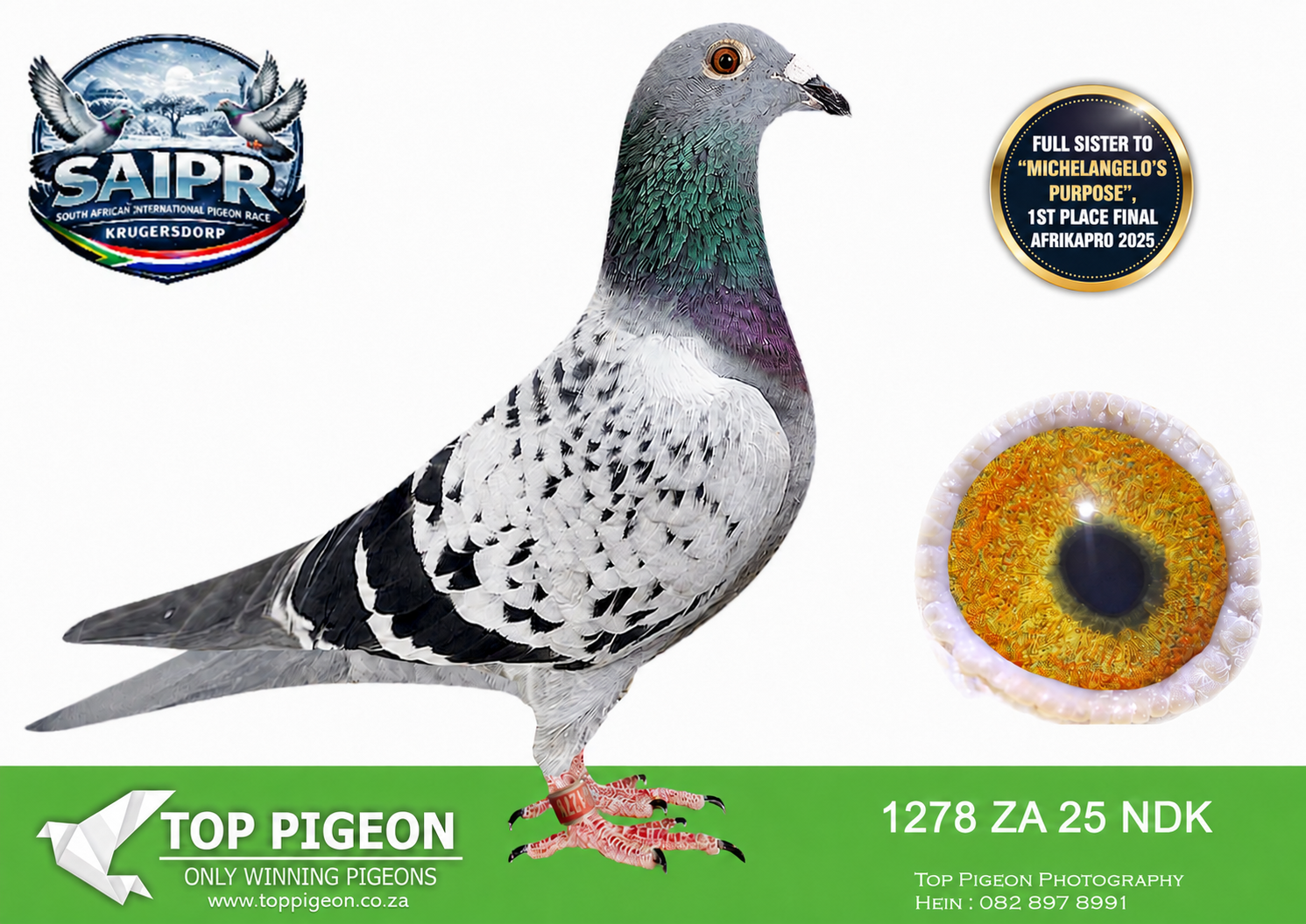 LOT 59 SAIPR WINTER OLR – PAINTER & ULLRICH-ZA NDK 1278 2025 -“LADY PURPOSE “is a full sister to “MICHELANGELO’S PURPOSE”, 1st place Final Afrikapro 2025. This hen was a superb racer at Saipr Winter 2026. She scored the following positions during the Grand Averages series: 10th, 12th, 14th, 33rd (all 4 X 1st drop) and 26th, 43rd and 57th on the Final. She ended the series as 42nd Ace Pigeon out of the original intake of 816 Pigeons. Her sire, “DUAL PURPOSE” is a SANPO Silver & Bronze Medal Short Distance Winner 2019. He is without a doubt in the Top 3 breeding cocks in South Africa. Not only did he sire the Afrikapro Winner but also 5th Green Jacket Afrikapro 2024. “DUAL PURPOSE” is sire to 14 individual winners including 5 individual Union Winners. Several of his offspring are already in the super-breeder class most notably 296/20 who is mother to Bennie Smit’s 4 X Union/TRPF Winner. The dam of “LADY PURPOSE” is “WHENNY”. She, is a direct daughter of MIRACLE BREEDER “BLUE WHIP” out of “JENNY”, one of the best racers ever in the Western Cape. Not only is “WHENNY” the mother to the Afrikapro Winner but another of her sons “WHIPROOIJ” was twice first drop at Afrikapro 2023 scoring 2nd & 3rd on Race 7 and 12 respectivly.SEE PEDIGREE!!!