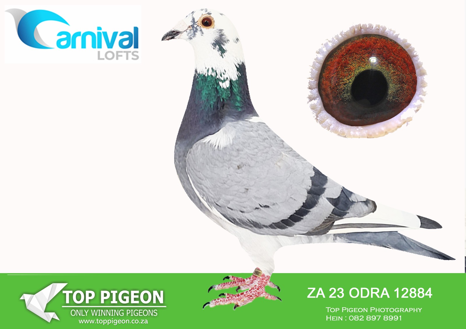 .LOT 1 CARNIVAL SPLASH – ZA 23 ODRA 12884 BBAR PIED HEN -CARNIVAL LOFT WINTER SERIES 2024 1ST PLACE OUT OF 468 PIGEONS IN THE FINAL FROM HANOVER WITH AN AVERAGE SPEED OF 1178,066M/MIN 1ST PLACE IN THE KNOCK OUT COMPETITION————SIRE:ZA ODRA 7352 `21. 10TH ACE PIGEON CARNIVAL AND HOTSPOT 4 WINNER. BRED FROM SUPER BIRDS OF FERDIE LUBBE AND KAASBOER PIGEONS OF GJT LOFTS.————–DAM:ZA FHC 329 `20.STRAIN: KITTEL COLOR: BB PIED BRED BY FRED COETZER THIS HEN IS BRED EXTREMELY WELL. GENETICS LIKE THIS IS NOT OBTAINABLE. THE DETAILS IN HER PEDIGREE SHOWS THAT SHE IS ABLE TO BECOME A FOUNDATION HEN.SEE PEDIGREE!!!