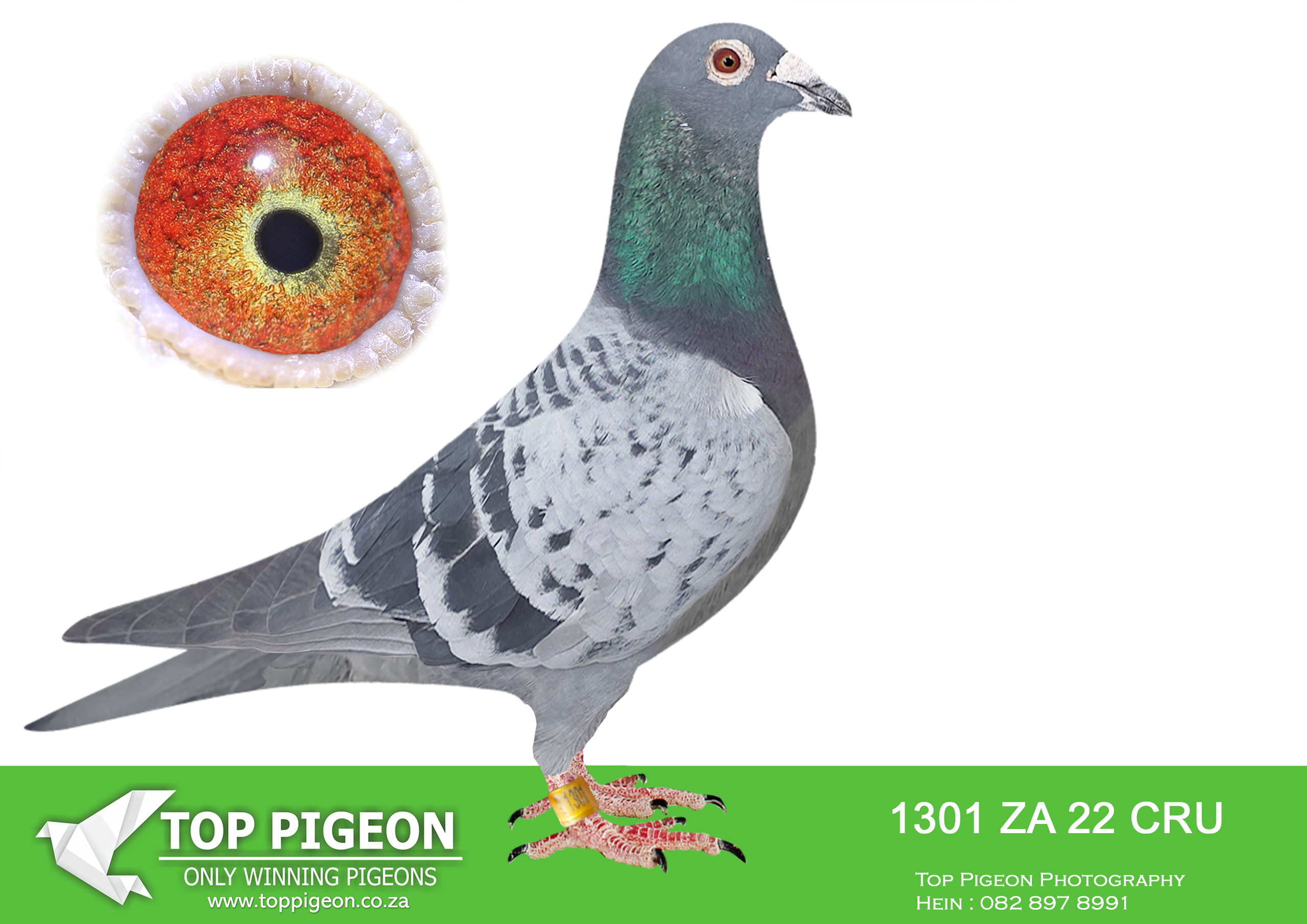 .LOT 8 BOTHA LOFTS – ZA 22 CRU 1301 -SIRE:09275 ZA 14.PUTTERIE LAMBRECHT.SIRE IS THE FAMOUS FOUNDATION COCK “FLY MACHINE” SAPWDF 1385/15 OF THE HUYSERS. BEST SHORT DISTANCE AND OVERALL PIGEON. 4X WINNER; 2X COMBINE WINNER. THE DAM HAS BRED MANY WINNERS INCLUDING THE BAKKIE WINNER 2015. BRED 1708/21, 1ST BEST BIRD OVERALL, 1ST SHORT/D.; 1ST YEARLING, 2ND UNION.———–DAM:10359 ZA 16 BB Du Preez&Deetlefs EXCELLENT BREEDER AND RACER FOR BOTHA LOFT. 4TH UNION, WINBURG 3, 348KM, 1302 VEL., 1156B.; 6TH, DEWETSDORP 3, 467KM, 1298 VEL. BRED 1708/21, 1ST BEST BIRD OVERALL, 1ST SHORT/D.; 1ST YEARLING, 2ND UNION, VENTERSBURG 1 PWDU UNION 22′.SEE PEDIGREE!!!