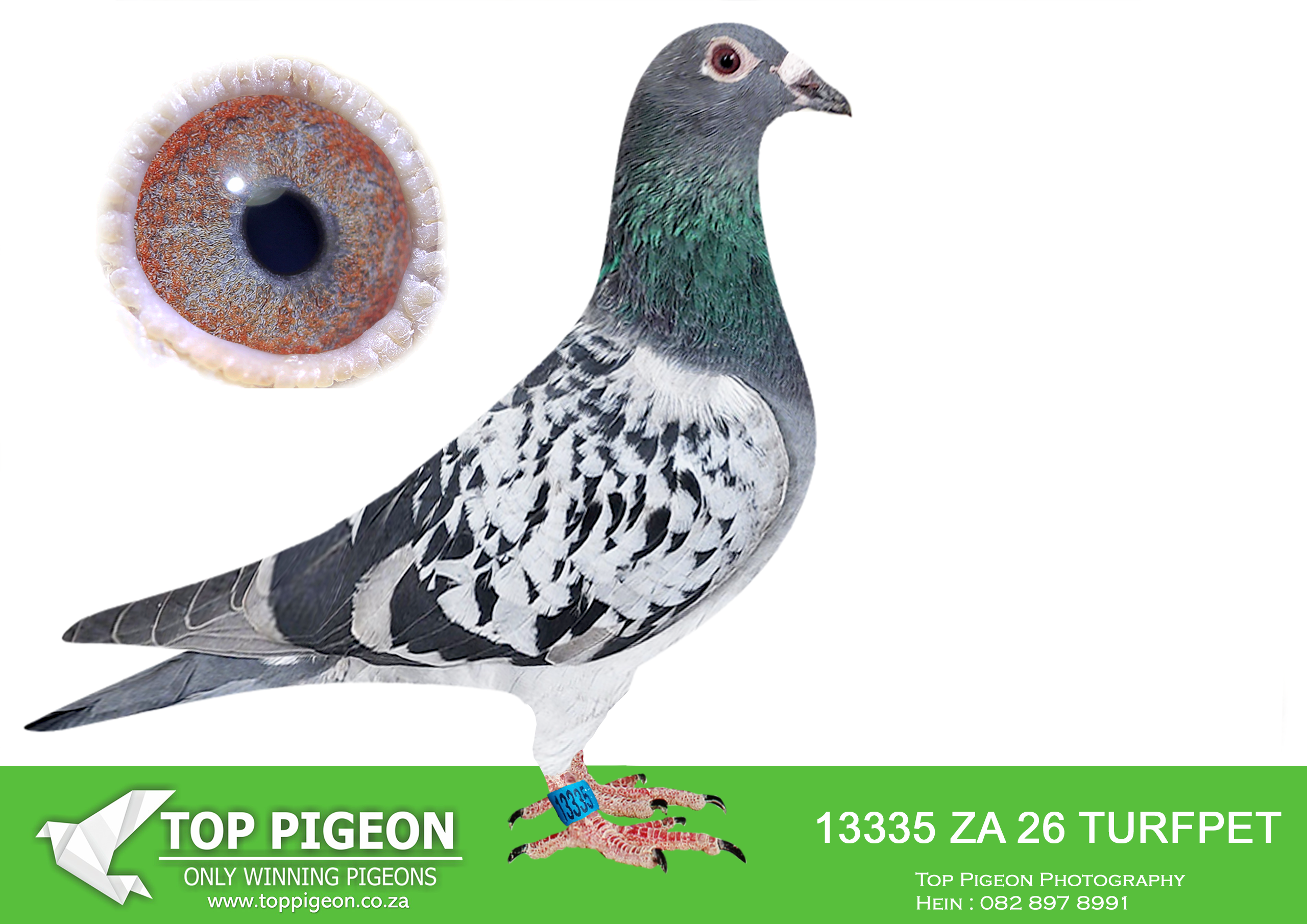 LOT 16 JACO & DANIE – ZA 26 TURFPET 13335 –