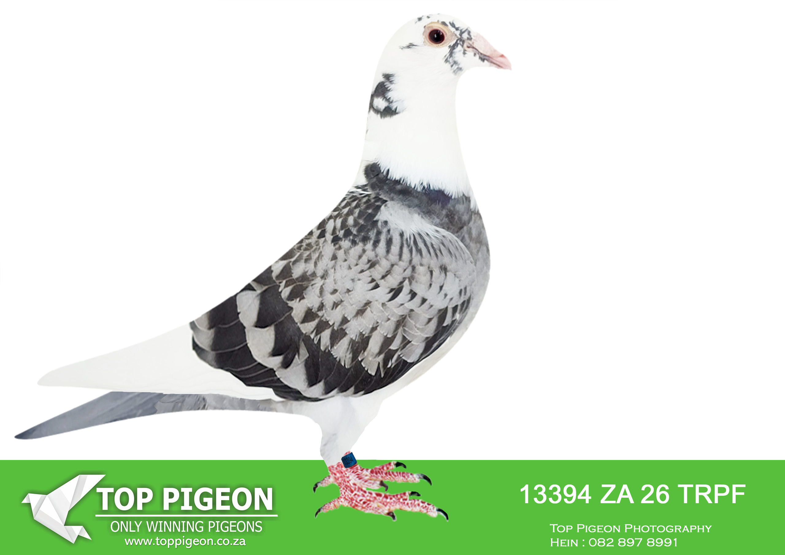 .LOT 5 KITTEL / TOP BLOODLINES – ZA 26 TRPF 13394 -SIRE:ZA-2021-GPU-12863 Mc Dermott Lofts Kittel Bont Super Kittel Genetics! “Jardin” Daughter “Greipel” “Konica” Brother “Olympic-Rosita” “Son Vince” Inbred to “Kittel” “Double Rosita” “Dubbele Kittel” =============DAM:ZA-2024-OP-9311 Mc Dermott Lofts.Her father is a full brother “Turbo Kittel” • 1e Ace Pigeon FCI in the World!!!! • 5x Winner in his first year. • 1e Ace Bird Overall South Africa.SEE PEDIGREE!!!