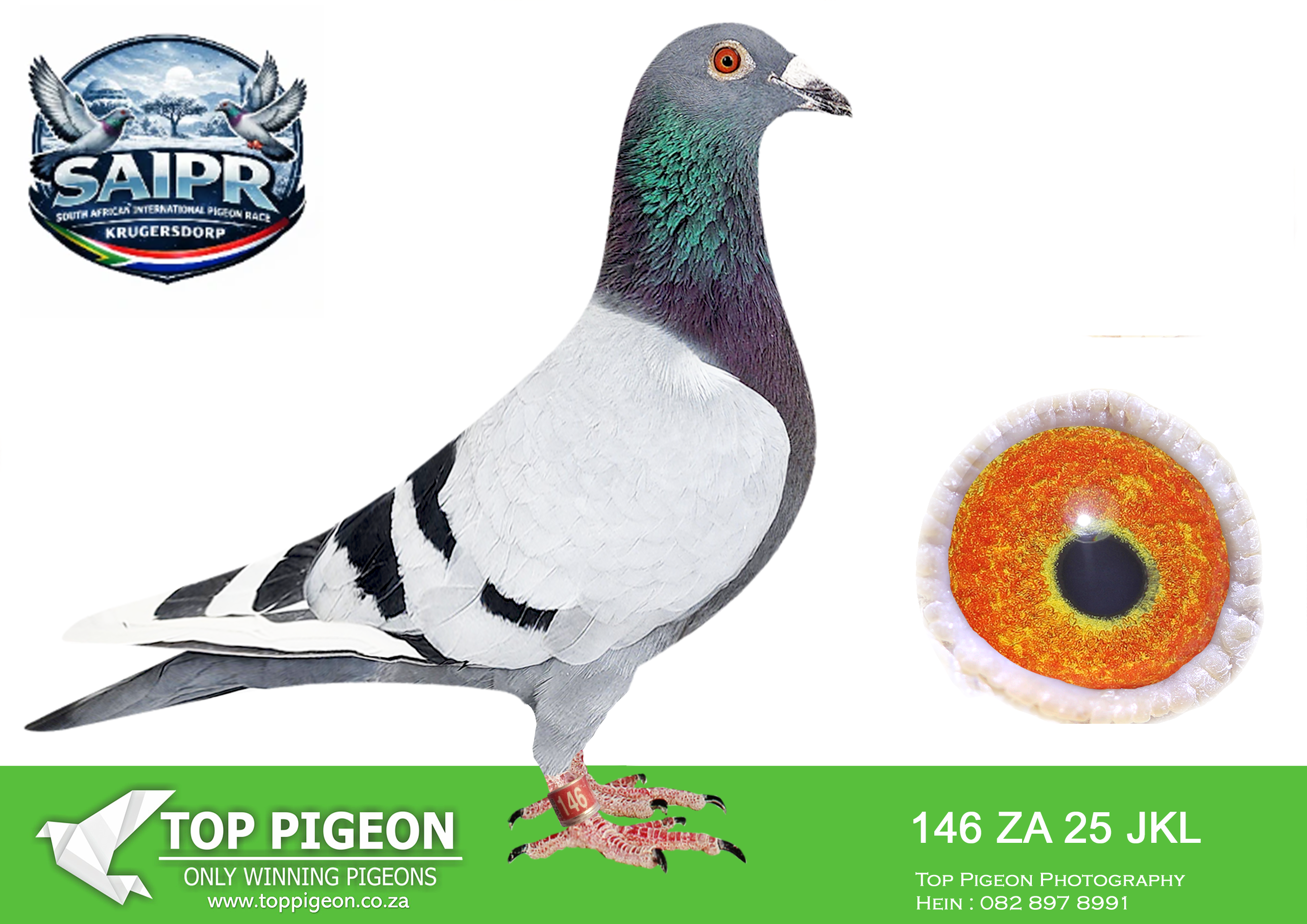 .LOT 6 SAIPR WINTER OLR – Exclusive Pigeon Paradise 1-ZA JKL 146 2025 -Sire: 9264 ZA 24 GPU Bred for stock from the best Sablon bloodlines. This cock is a full brother to “JBM’s Girl,” “Jimmy’s Boy,” and “Hettie’s Gold.” A powerful breeding prospect carrying strong Sablon genetics and excellent family potential.———–Dam: 598 ZA BOTHA 24 F Botha Blue Bar Pied Hen. Full brother and sistermating of “Five Star” 691/22, the Afrikapro Green Jacket champion for Alwyn Bester, who won R1 000 000. Bred from the strains of Dirk van den Bulck’s “Kittel’s” and the “810” Sablon Cock.SEE PEDIGREE!!!