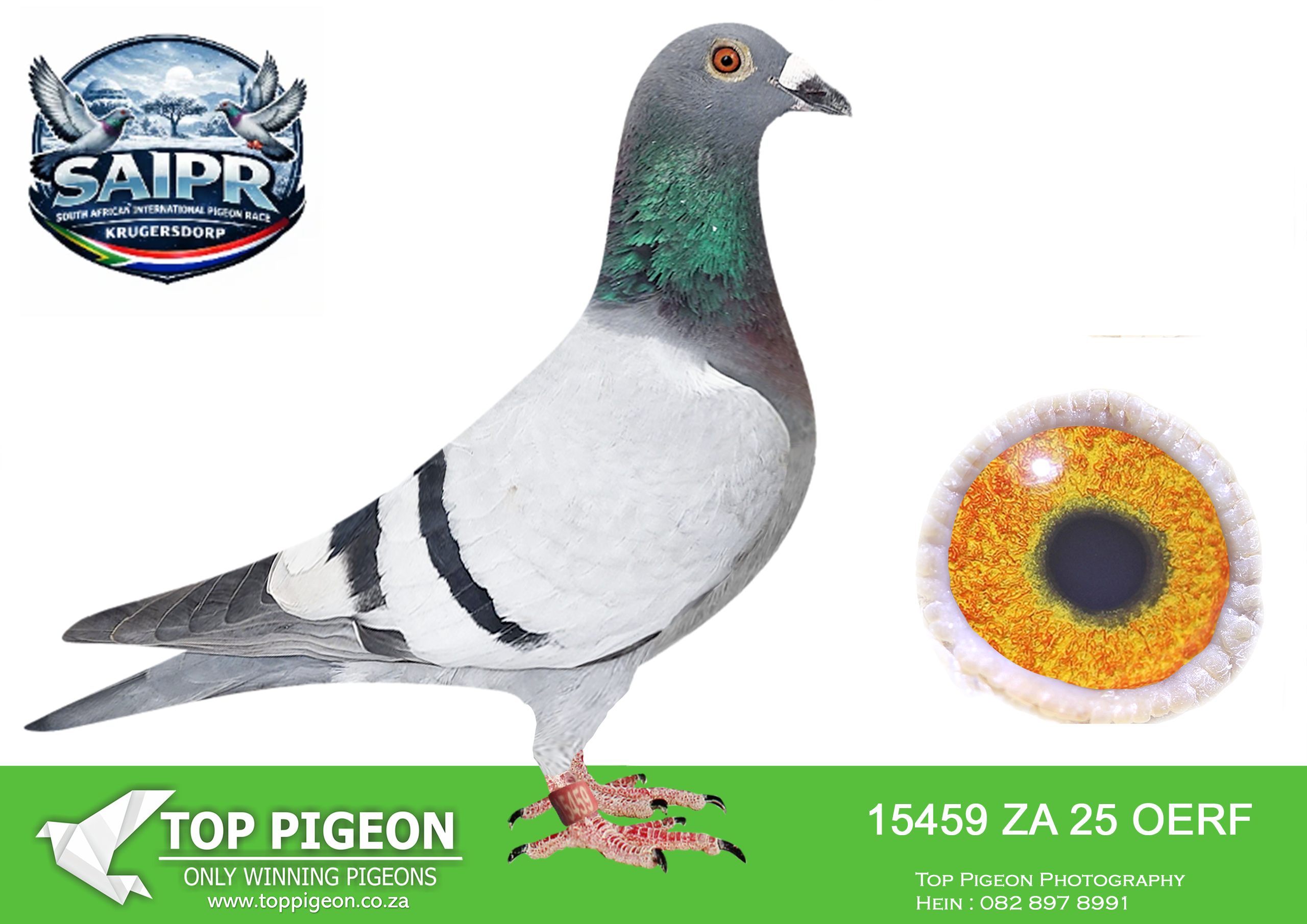 .LOT 7 SAIPR WINTER OLR – 3 R’S-ZA OERF 15459 2025 -11TH FINAL RACE ———–SIRE:ZA 22 GRPF 1779, bred by D.P. de Beer & Son, is a strong Rijck/Rock/88/Lock/Marais-bred cock. His sire, ZA 13 TRPF 20501, was a 1st Club, 7th Federation Dewetsdorp and 2nd Club, 6th Federation Trompsburg performer. His dam, ZA 15 TRPF 10040, was a Federation Winner Bloemfontein, bred from Rocket88/Rijckaert/Jansen and the Munnik “Francy” line. A valuable combination of proven racing performers and established breeding bloodlines..—————–DAM:Dam Description ZA 21 ABL 444, alias “JBM’s Girl”, bred by Alwyn Bester Lofts, is a blue-bar hen from powerful proven stock lines. Her sire, ZA 18 82980, is a super handling stock cock, bred from “Golden Jewel”, an inbred Super Pair Tom Lock, and ZA 14 CYRILS 4864 from the 810 Sablon Collection and Aelbrecht Marcel.SEE PEDIGREE!!!!