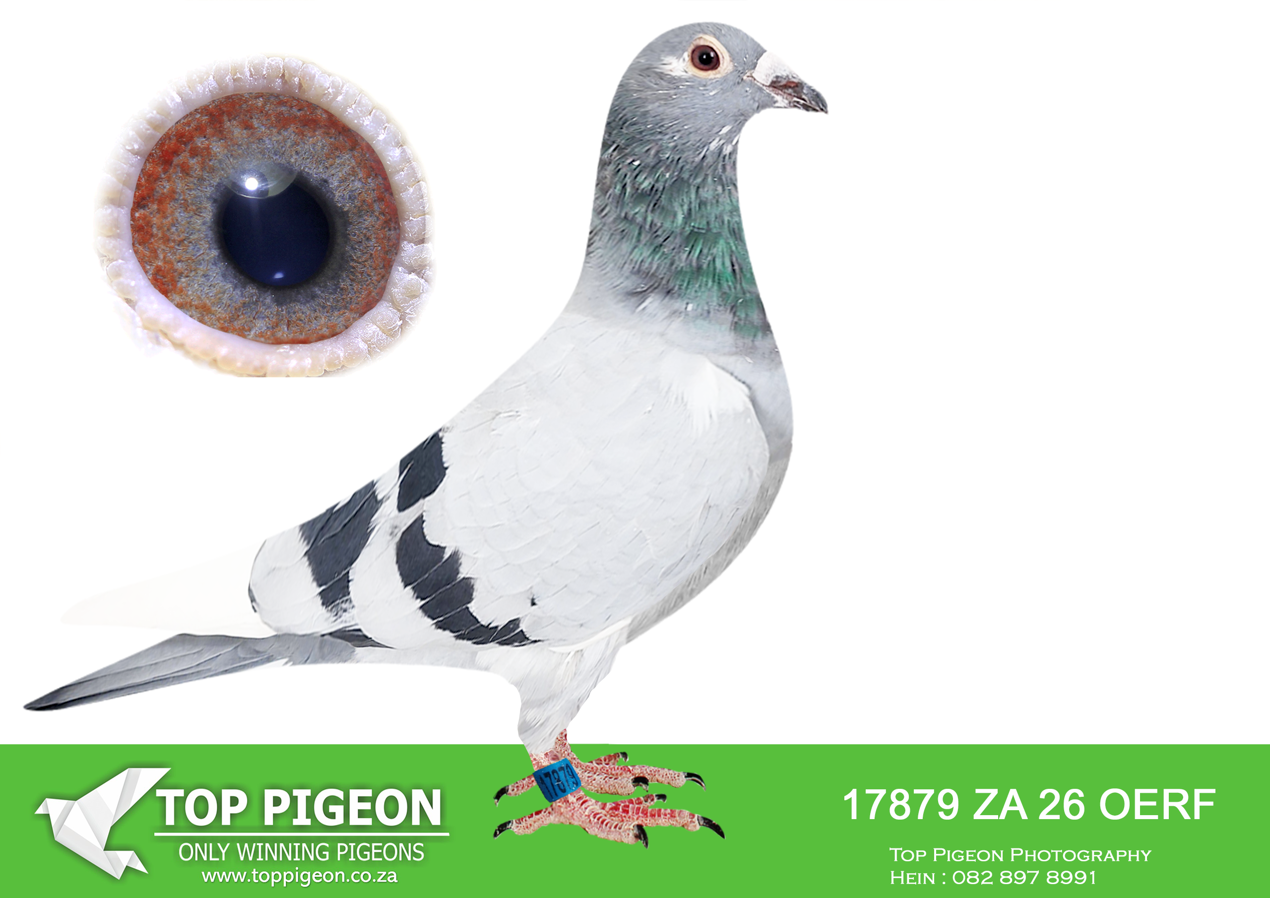 LOT 31 JACO & DANIE – ZA 26 OERF 17879 –