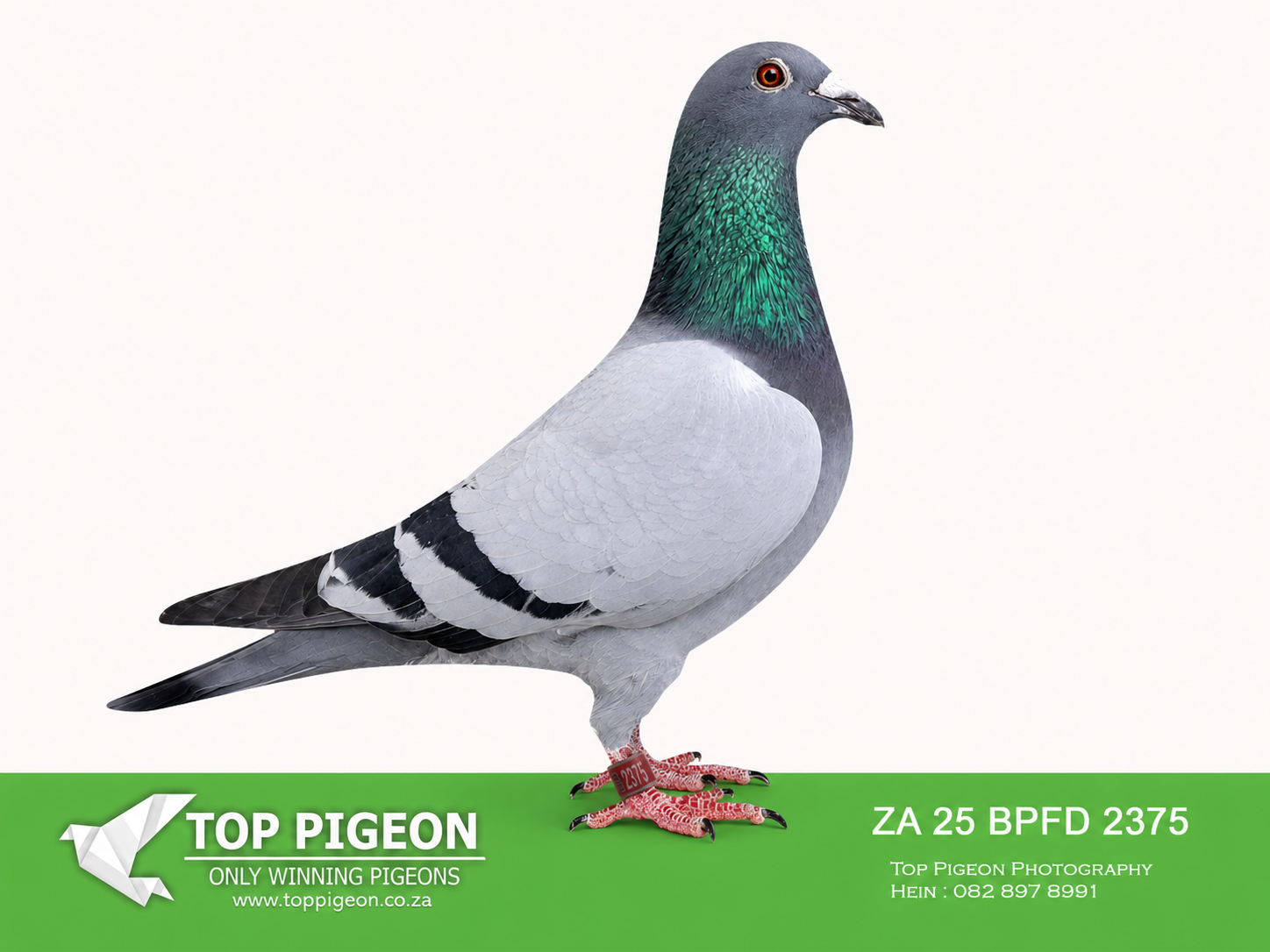 .LOT 2 R.A.M ANNANDALE – ZA 25 BPFD 2375 -375” is a half-brother to the outstanding “SALVO ROSE”, winner of 2nd Brown Jacket AfrikaPro 2025 and 10th AfrikaPro Final over 601 km against 1,653 pigeons. Salvo Rose also recorded 1st against 1,964 pigeons over 480 km, together with several leading AfrikaPro positions.———–SIRE:ZA BPFD-20-5741 C “MARIUS” NR1 BREEDER R.A.M Annandale SUPER PIGEON –SIRE&G/SIRE =>: le-6e-8e-13e-51e- 59e-109e-121e-131e AFRIKAPRO 2025 vs 2.721 pigeons *4th Brown Jacket R9*1st .Brown Jacket R8. *7e.Brown Jacket R7 *6e.Brown Jacket R6.——–DAM:SANPO-20-263762 H “GOLD COAST” Hendrik Huyser –DOUBLE G/DGHT TO: *** MR.MEDALS *** 1.NATIONAL ACE MD’18 2.NATIONAL ACE SA’18 TOP BREEDING HEN Dam To:=> ***”OOH-LA-LA”*** le.ACE BPF FED SD’25 4e.ACE BPF FED YB’25 CLUB WINNER – 1.Club 7.BPF Fed 568KM 1198mpm Leeu Gamka.SEE PEDIGREE!!!!